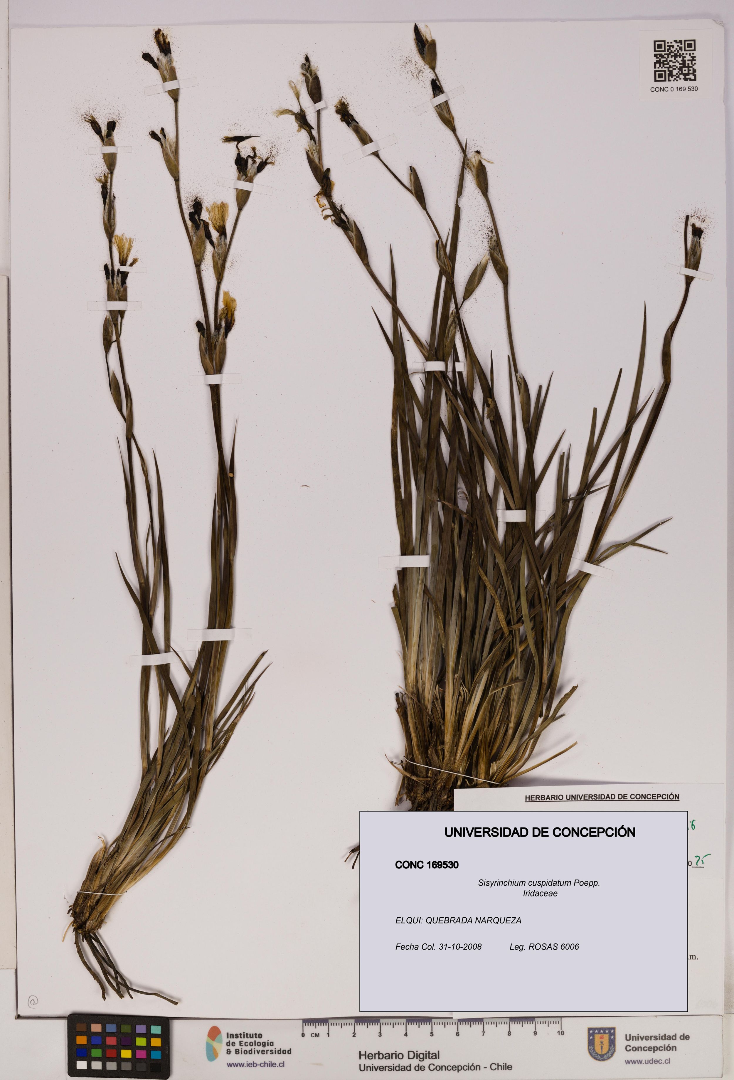 Sisyrinchium cuspidatum [Espécimen: ]