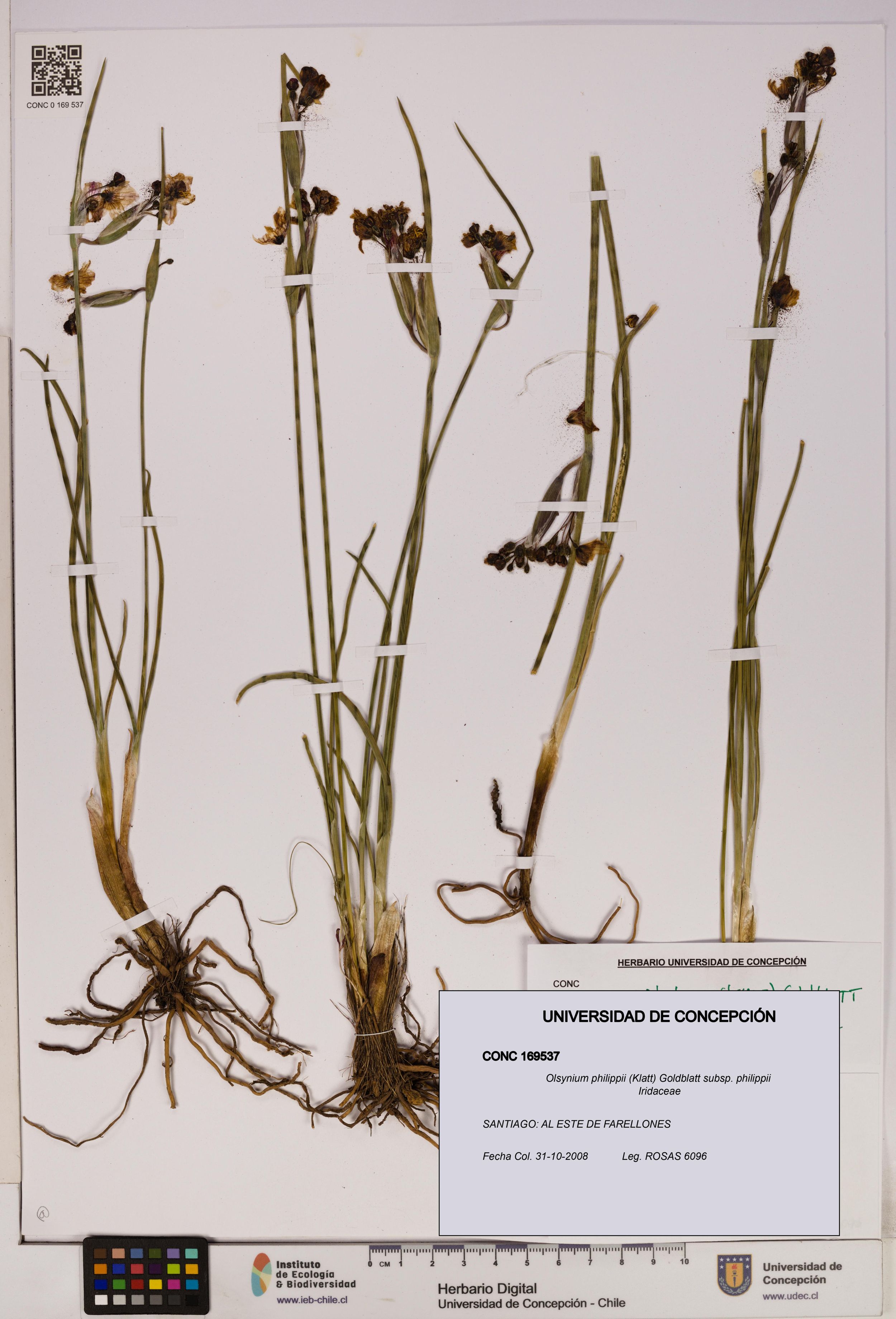 Olsynium philippii subsp. philippii [Espécimen: ]
