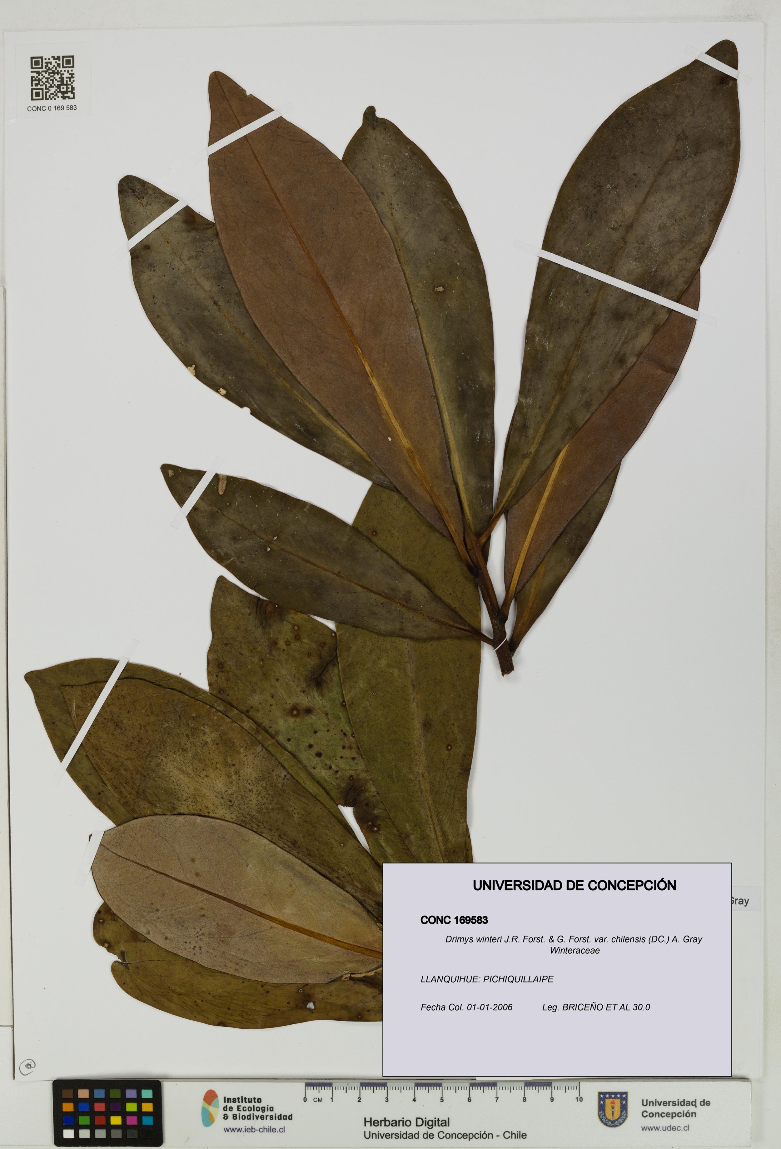 Drimys winteri var. chilensis [Espécimen: ]