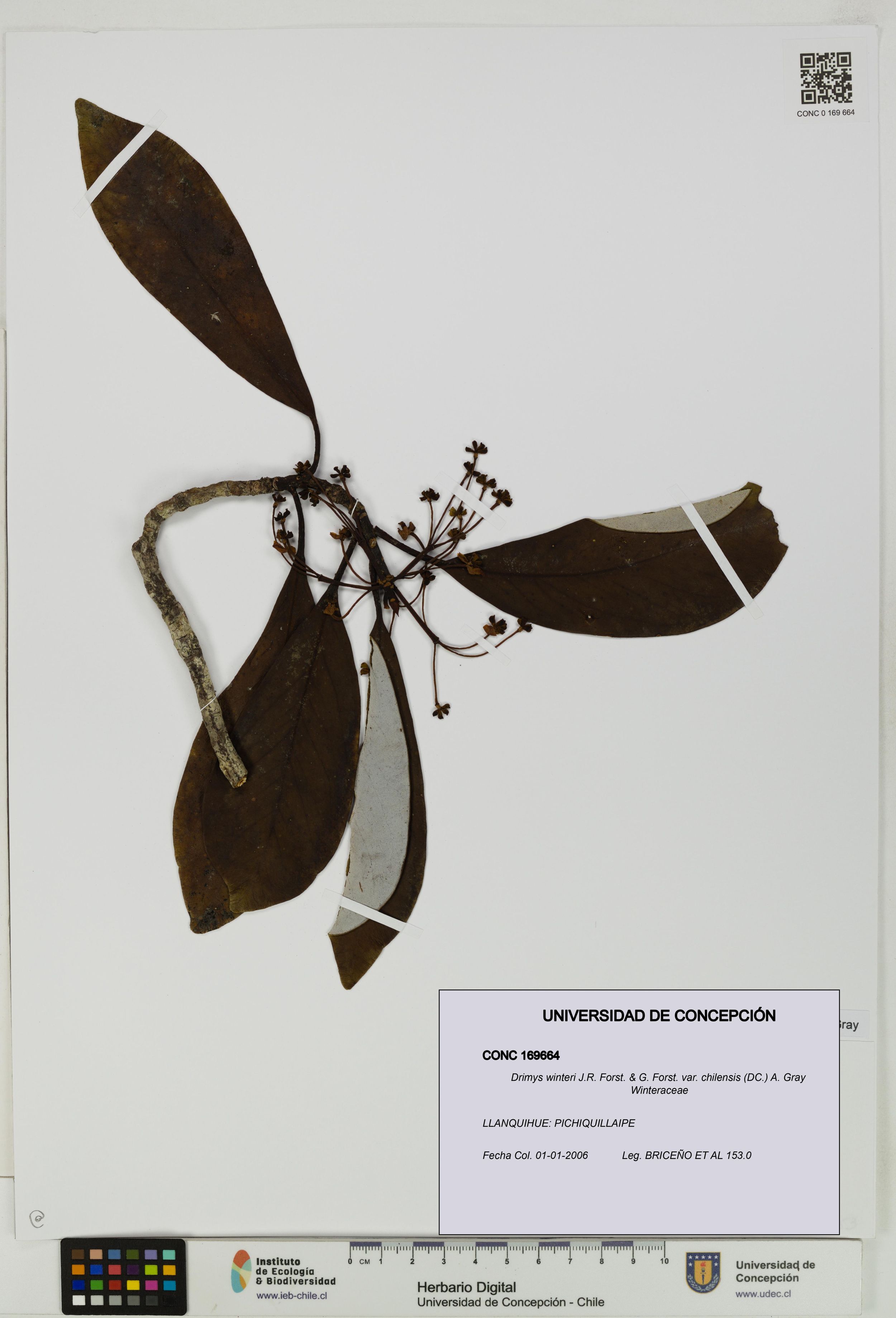 Drimys winteri var. chilensis [Espécimen: ]