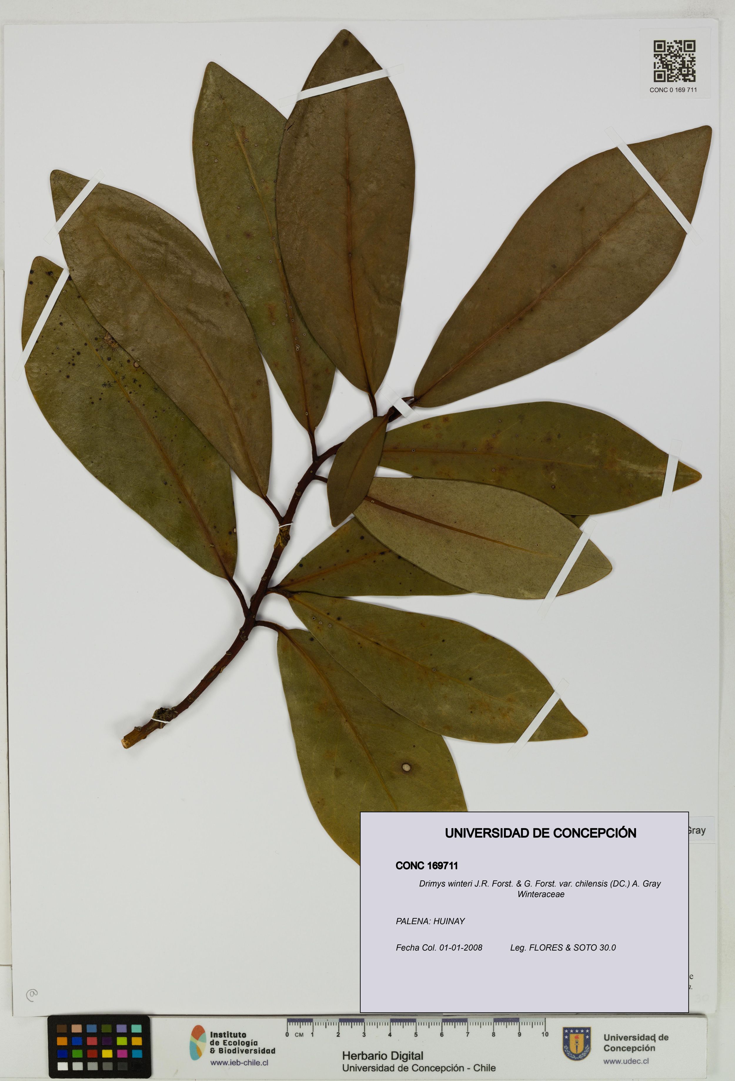 Drimys winteri var. chilensis [Espécimen: ]