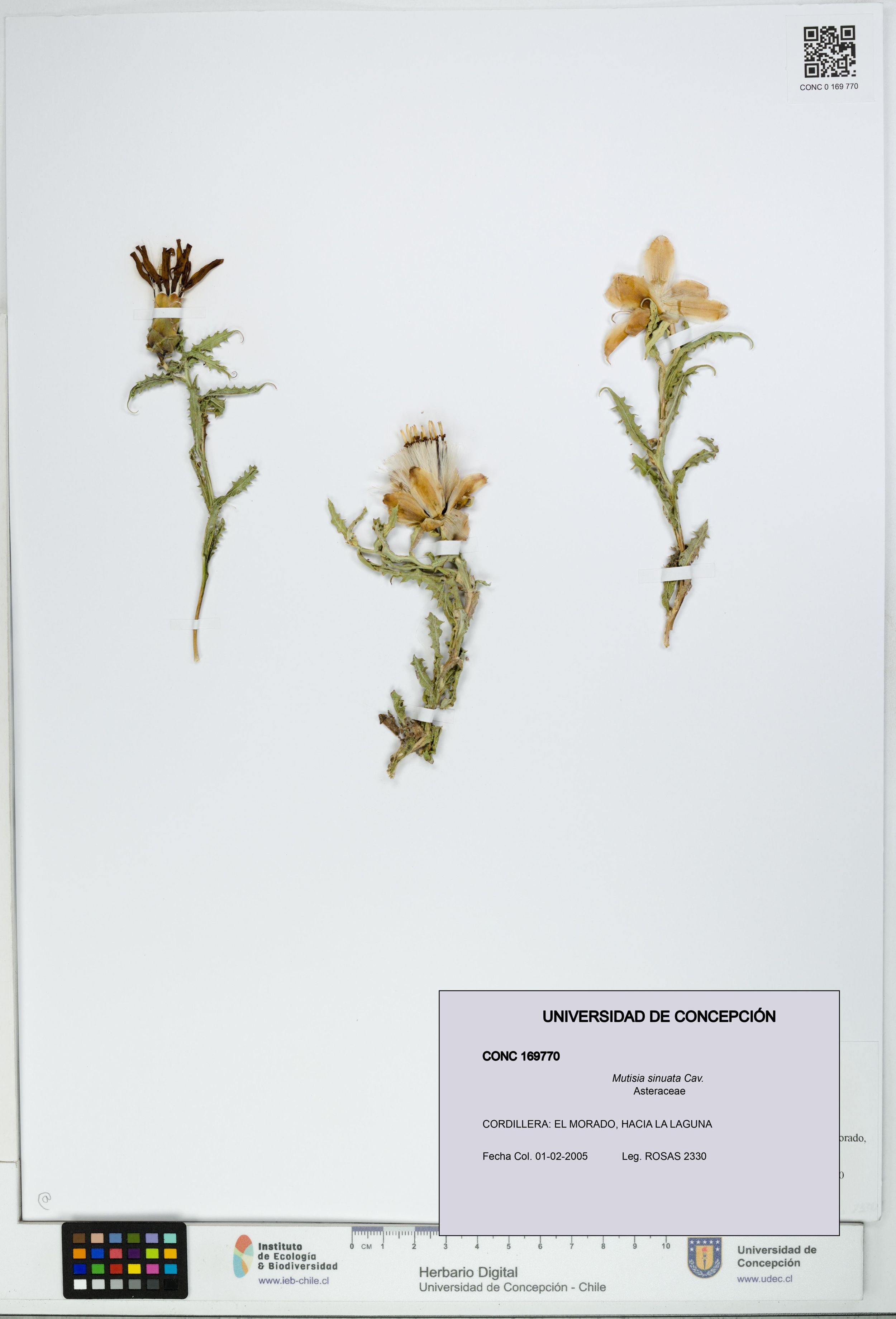 Mutisia sinuata [Espécimen: ]