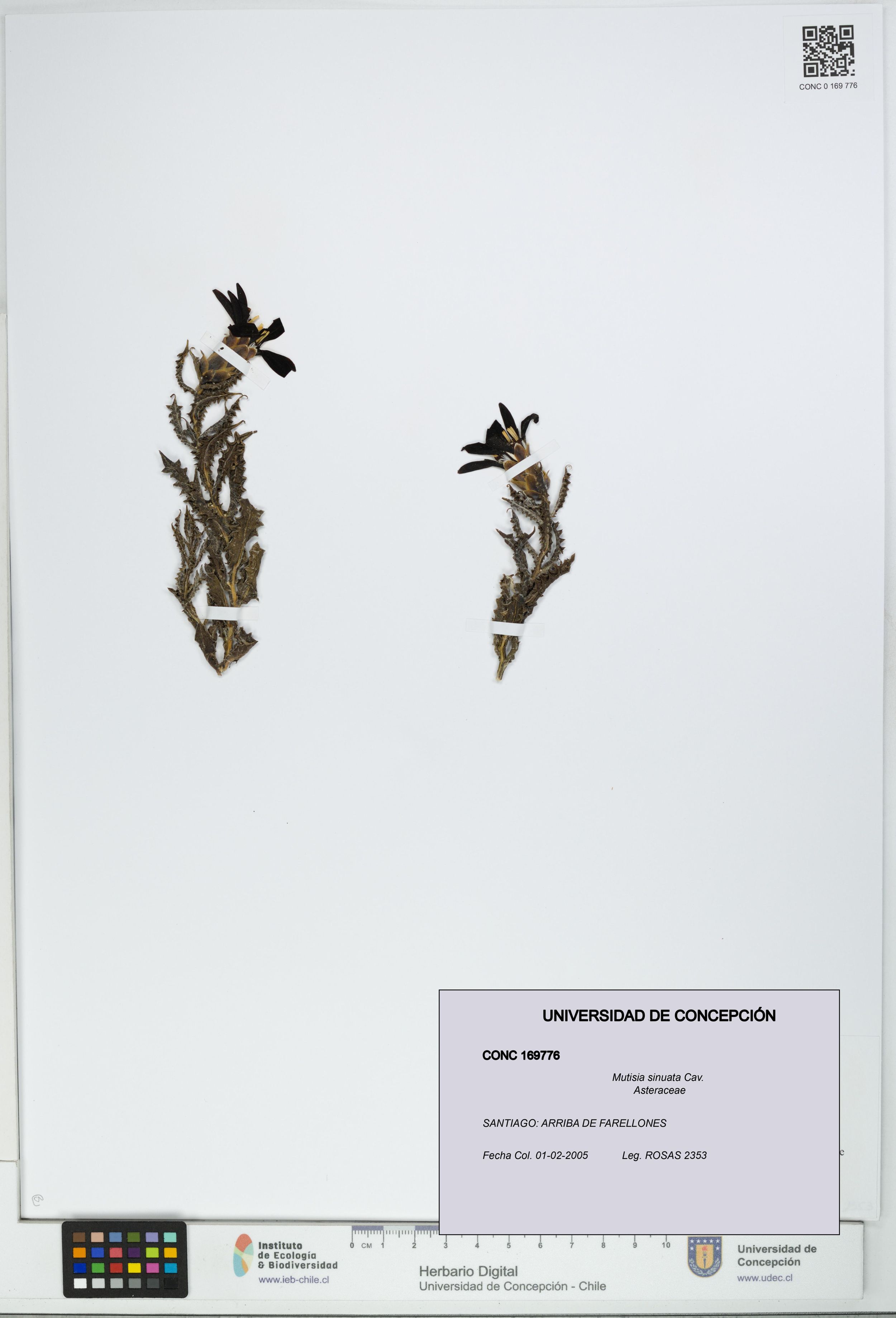 Mutisia sinuata [Espécimen: ]