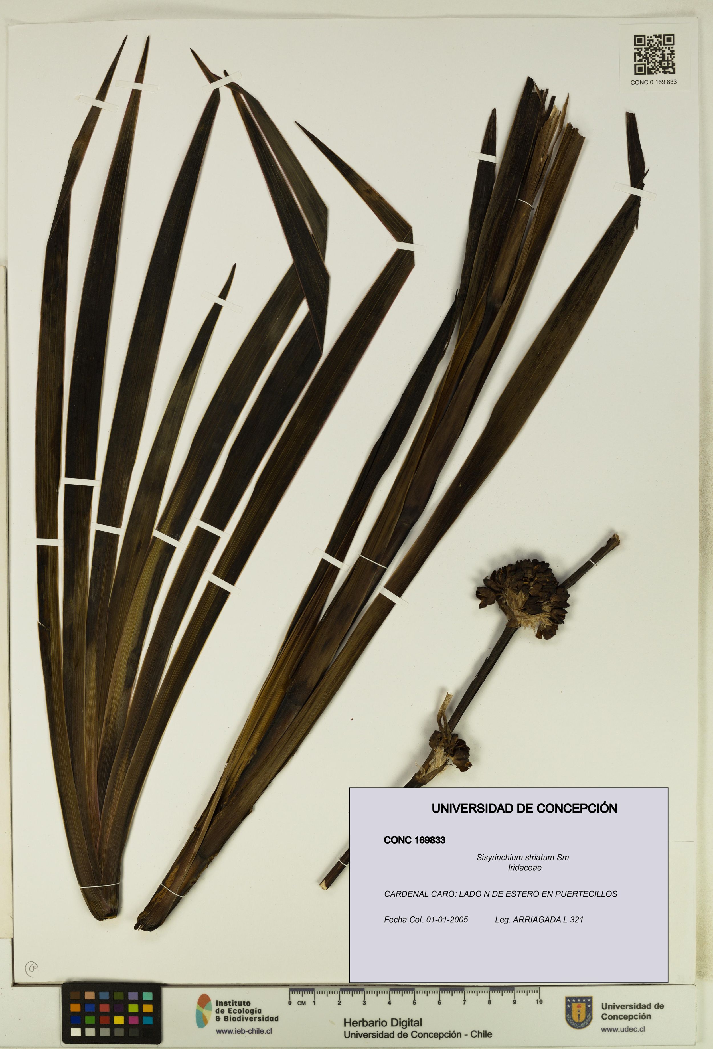 Sisyrinchium striatum [Espécimen: ]
