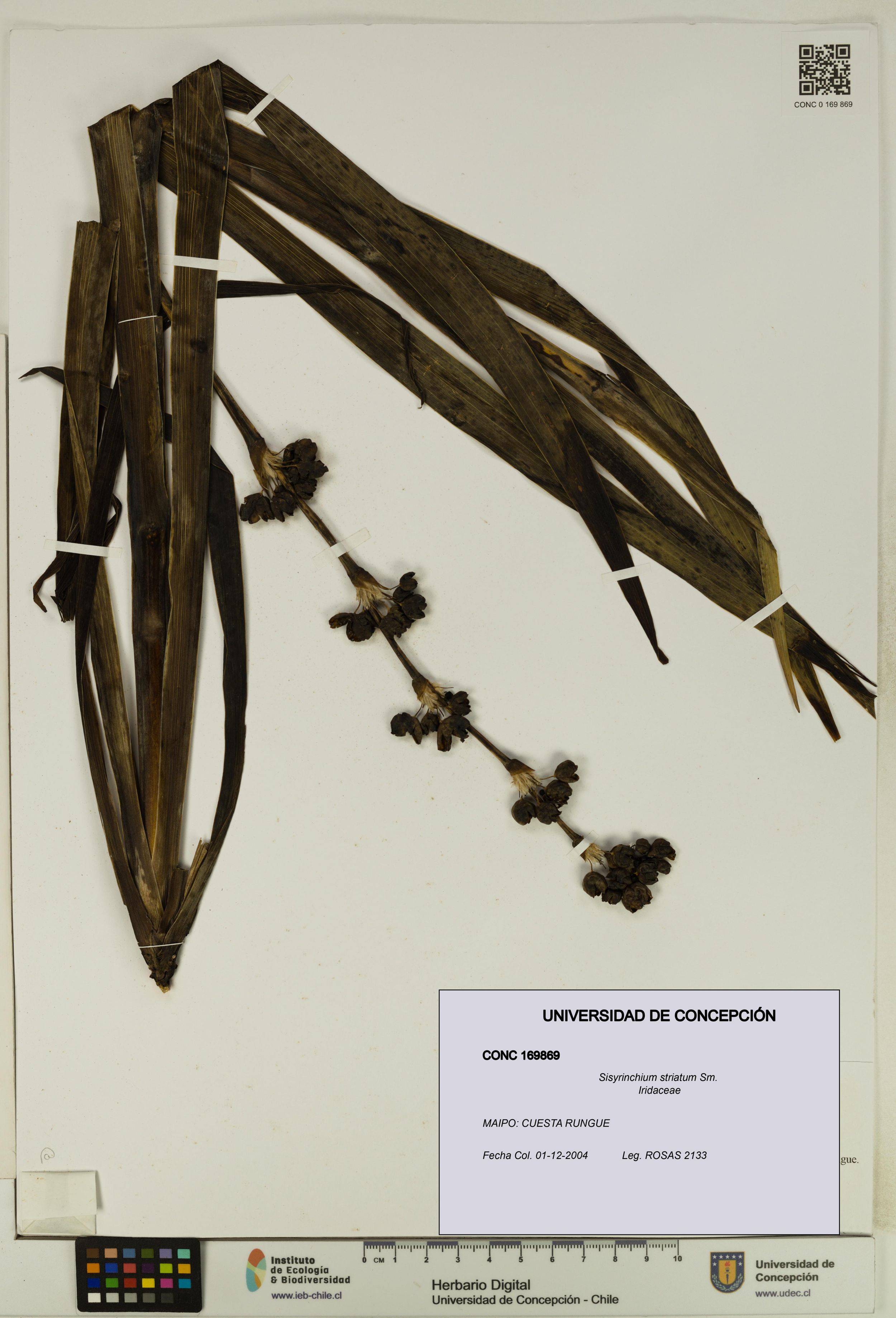 Sisyrinchium striatum [Espécimen: ]