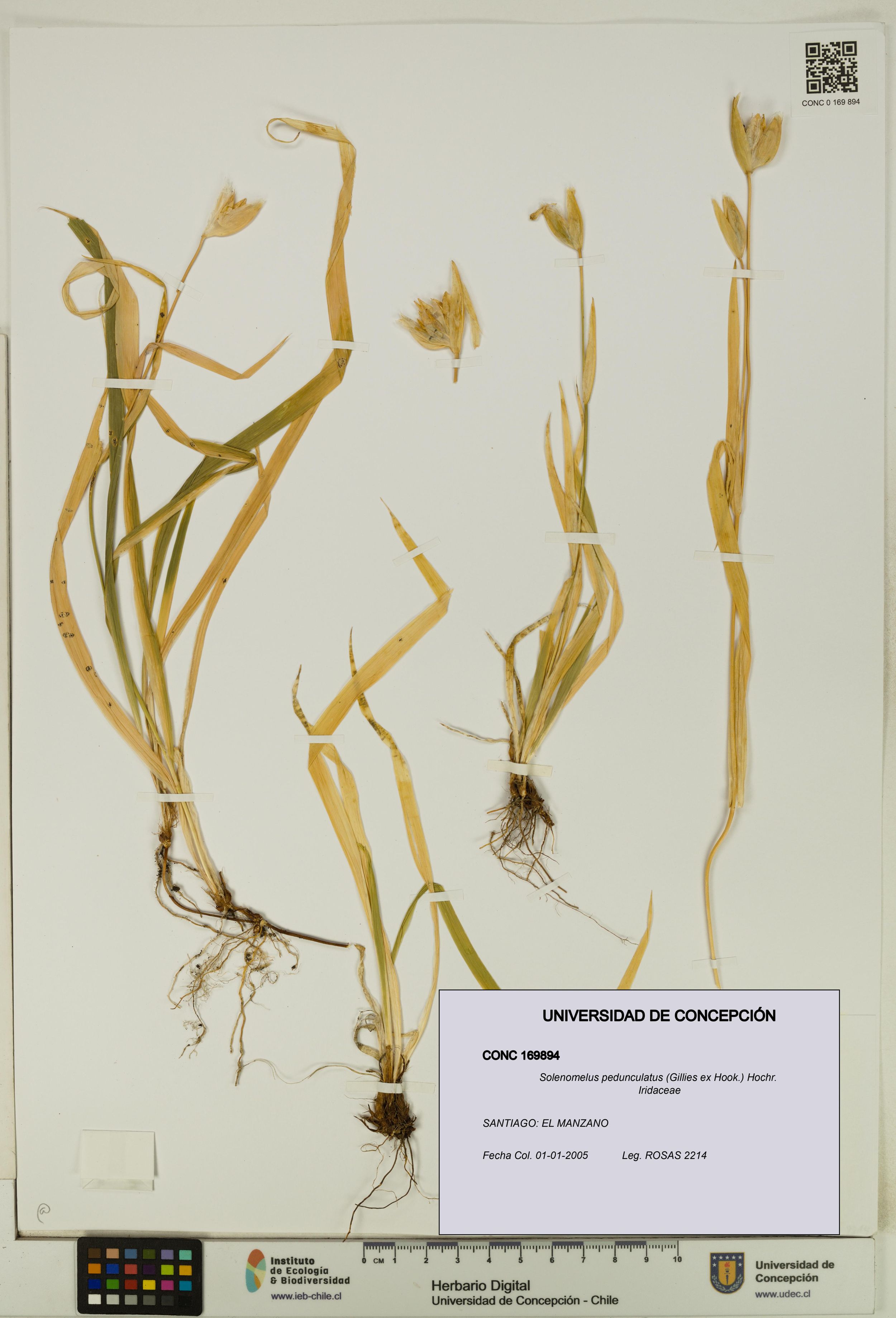 Solenomelus pedunculatus [Espécimen: ]