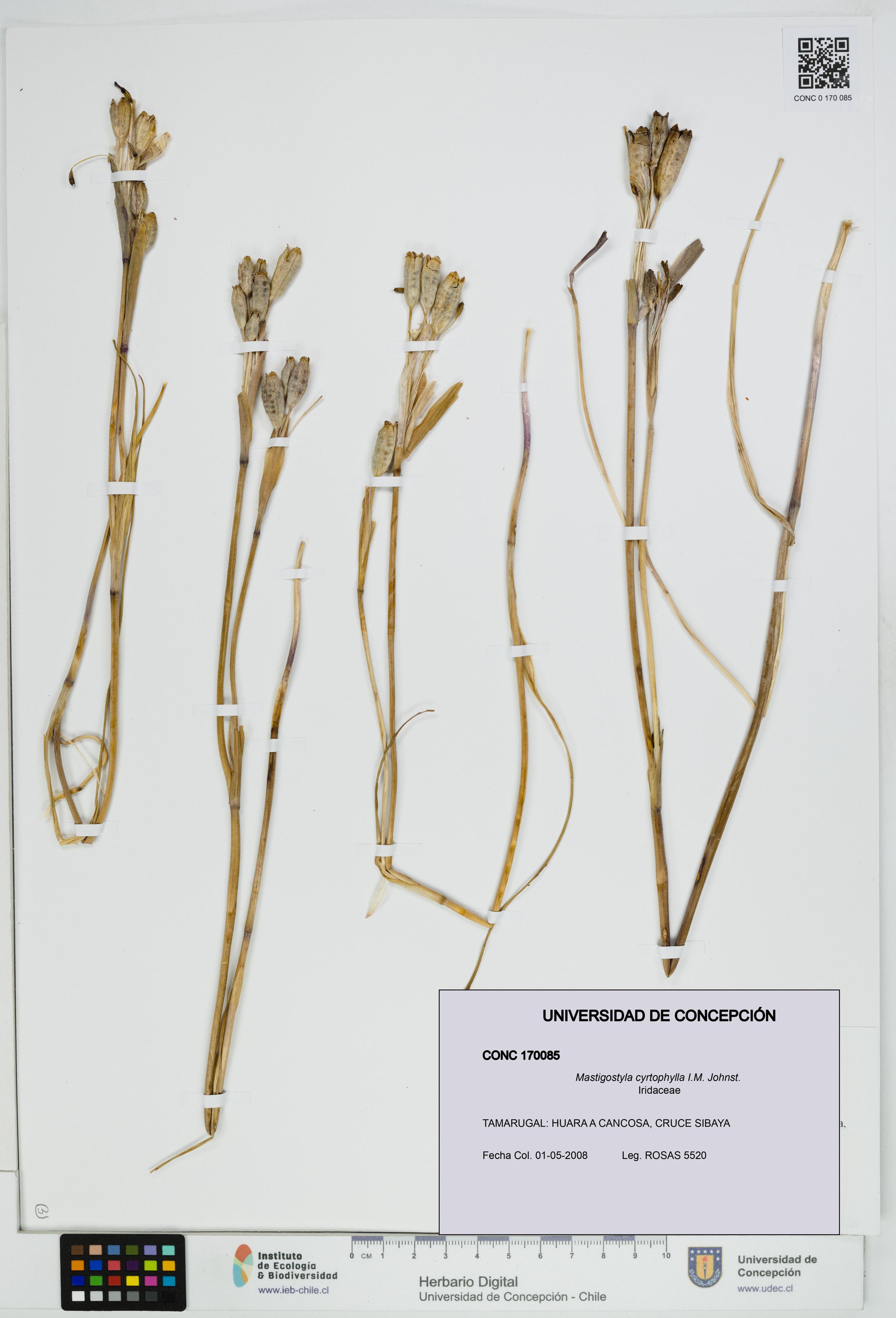 Mastigostyla cyrtophylla [Espécimen: ]