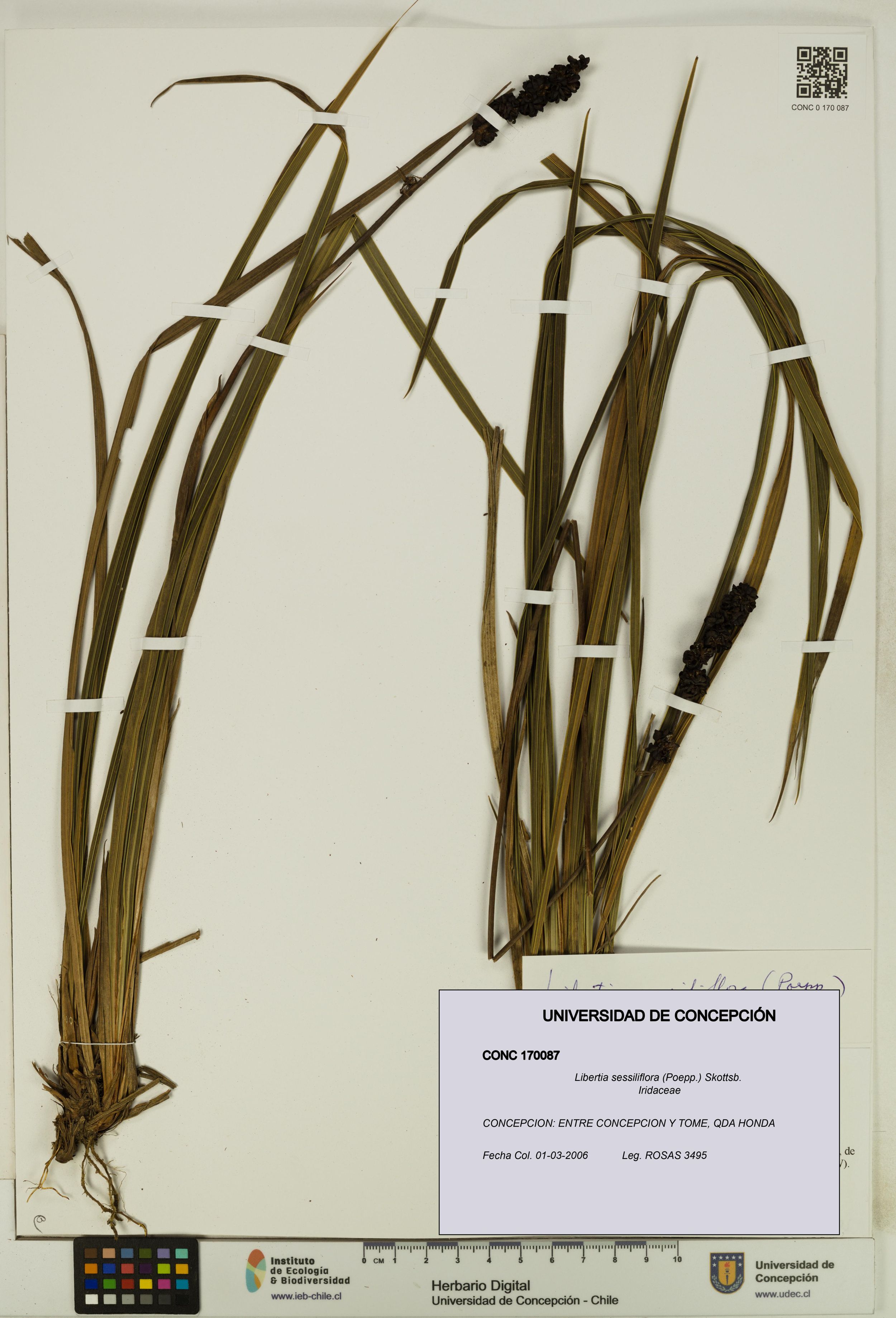 Libertia sessiliflora [Espécimen: ]