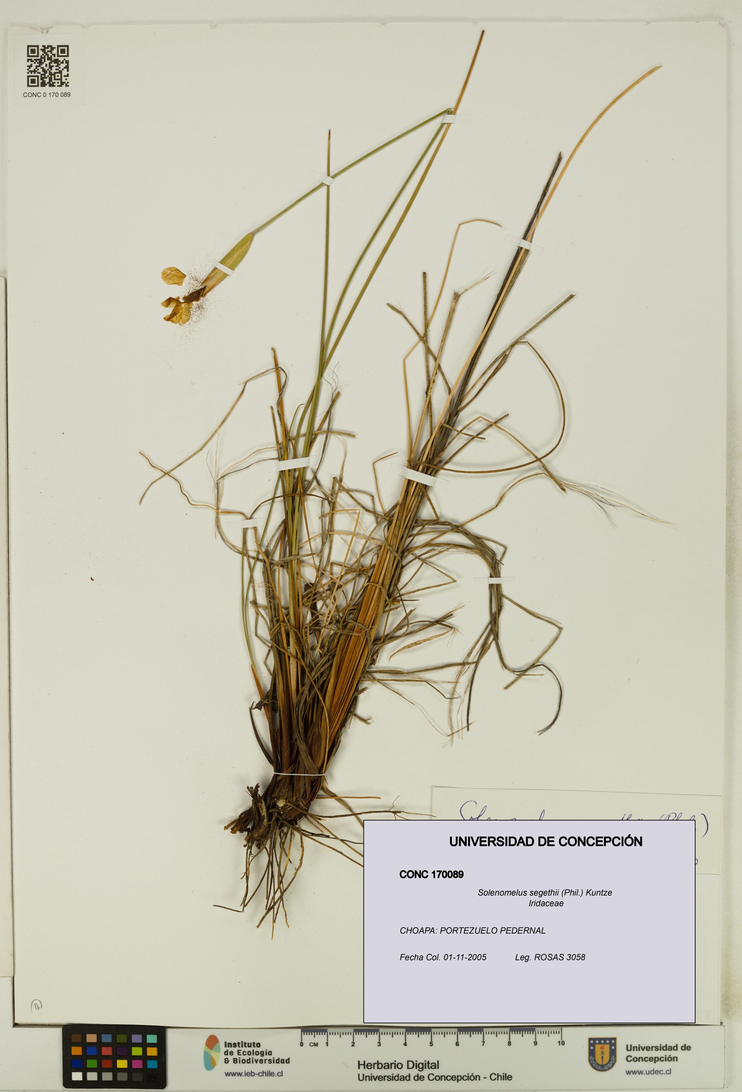 Solenomelus segethii [Espécimen: ]