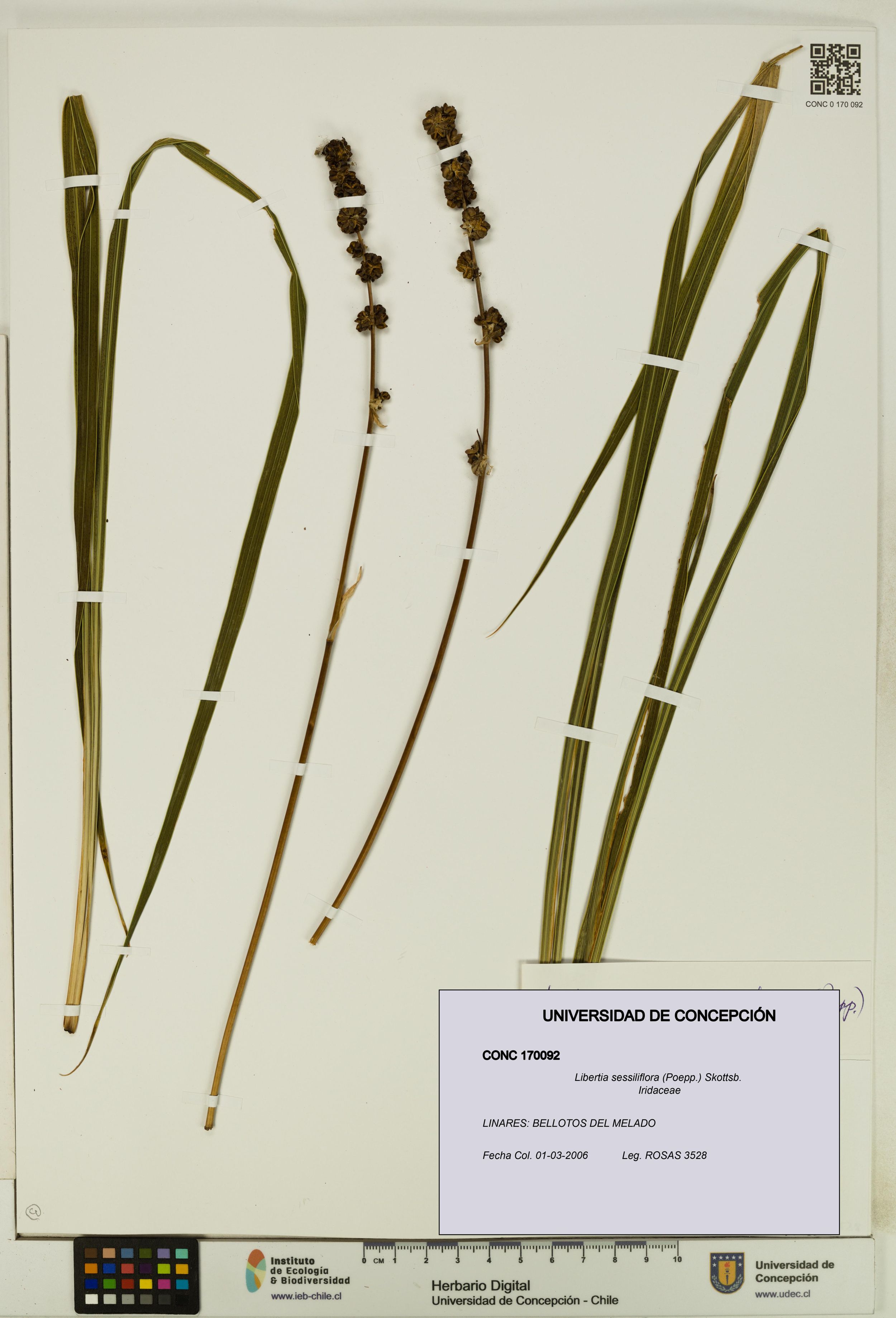 Libertia sessiliflora [Espécimen: ]