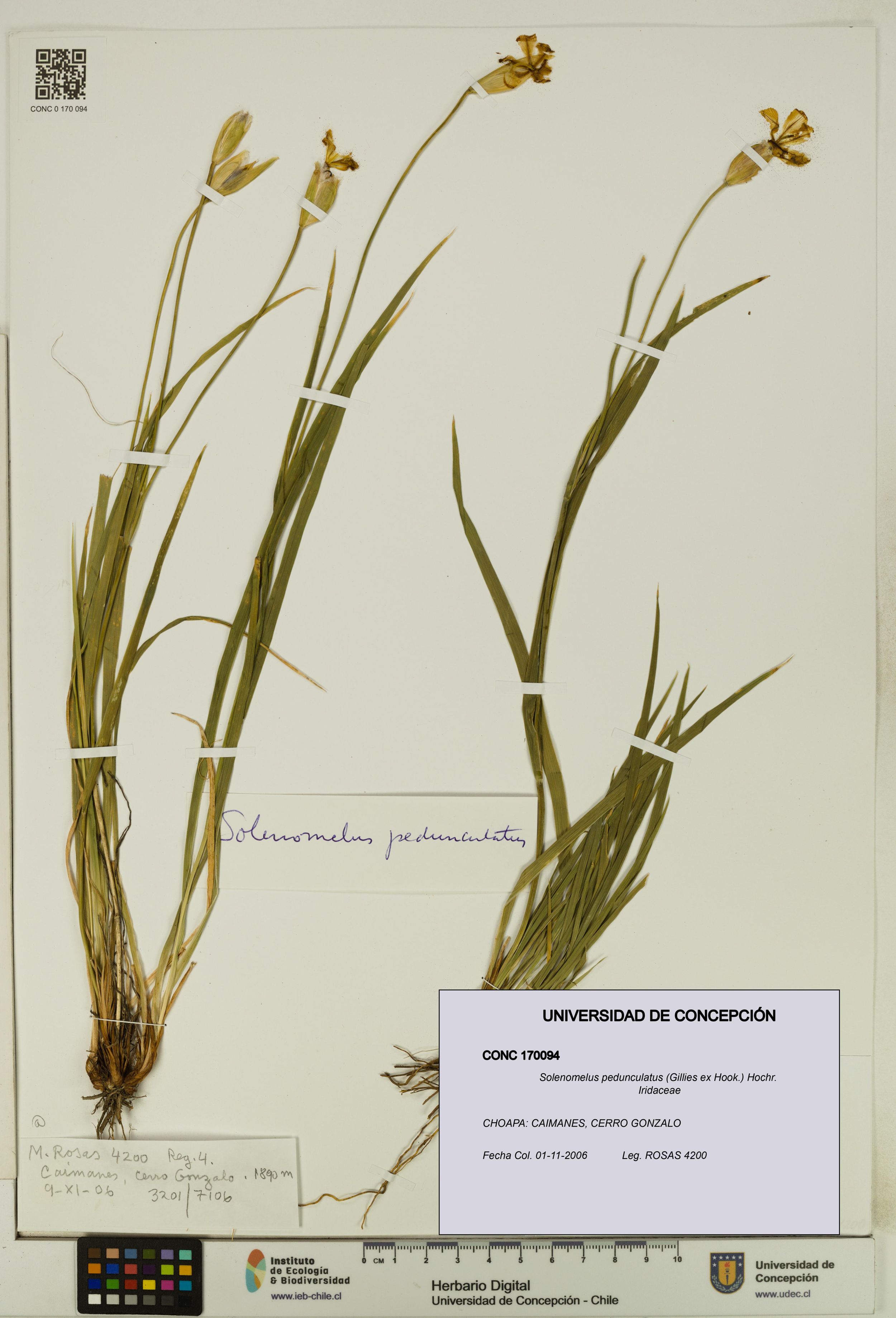 Solenomelus pedunculatus [Espécimen: ]