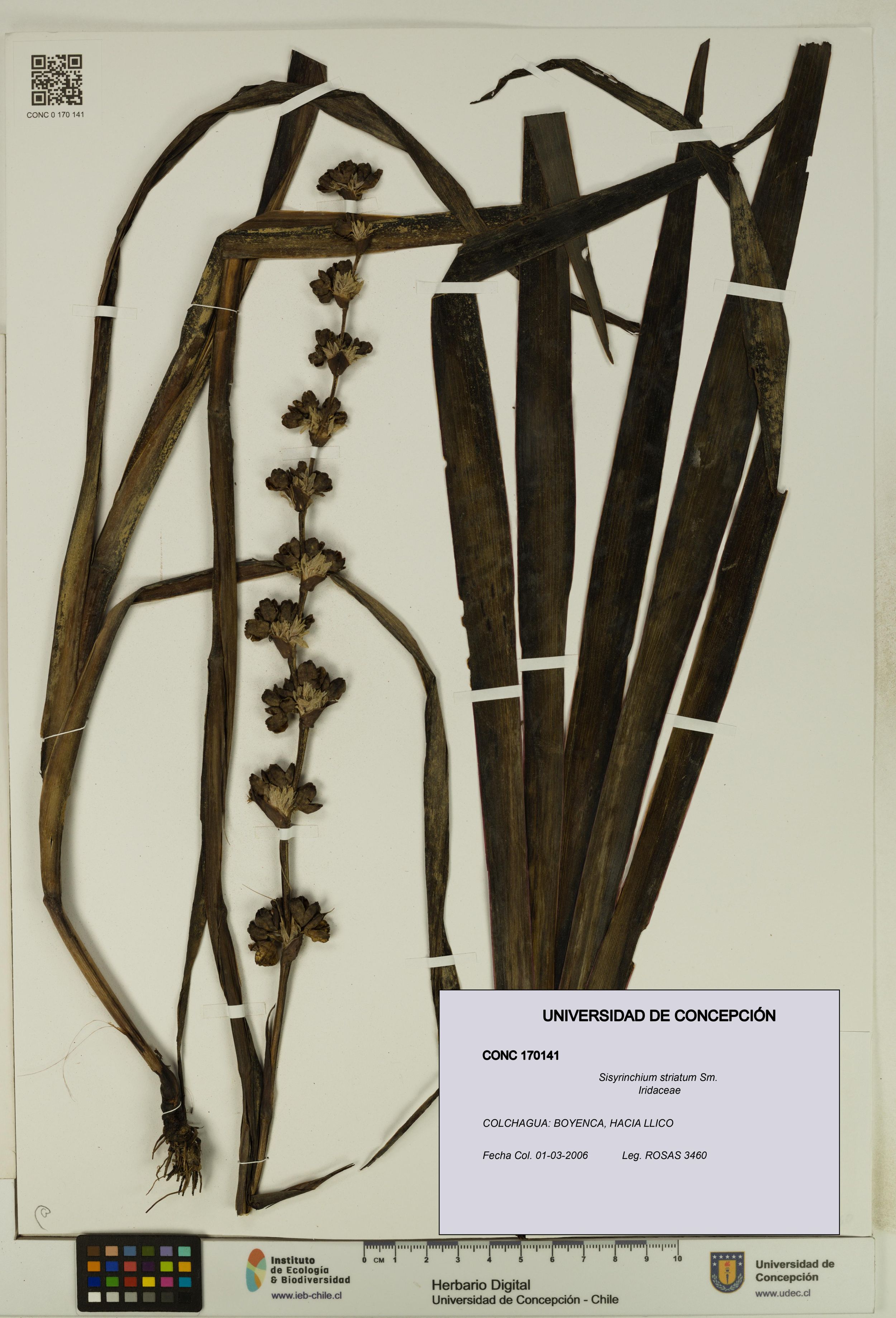 Sisyrinchium striatum [Espécimen: ]