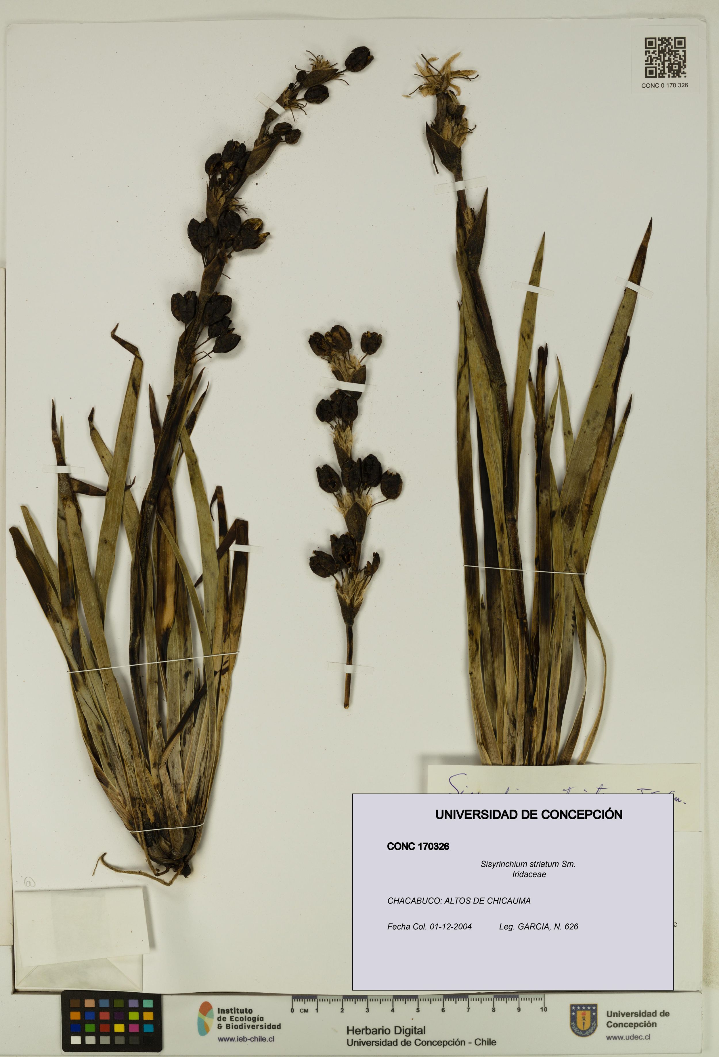 Sisyrinchium striatum [Espécimen: ]