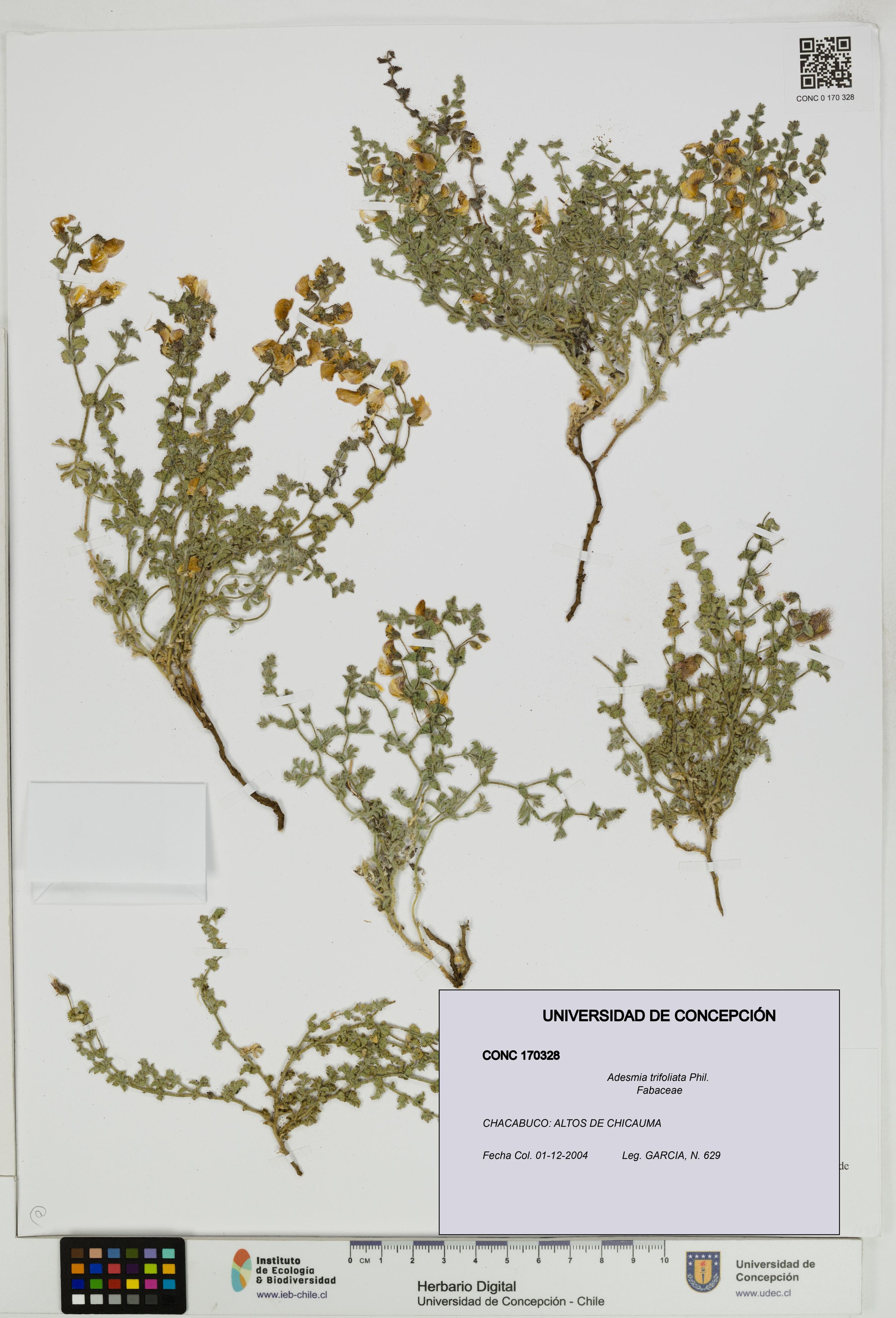 Adesmia trifoliata [Espécimen: ]