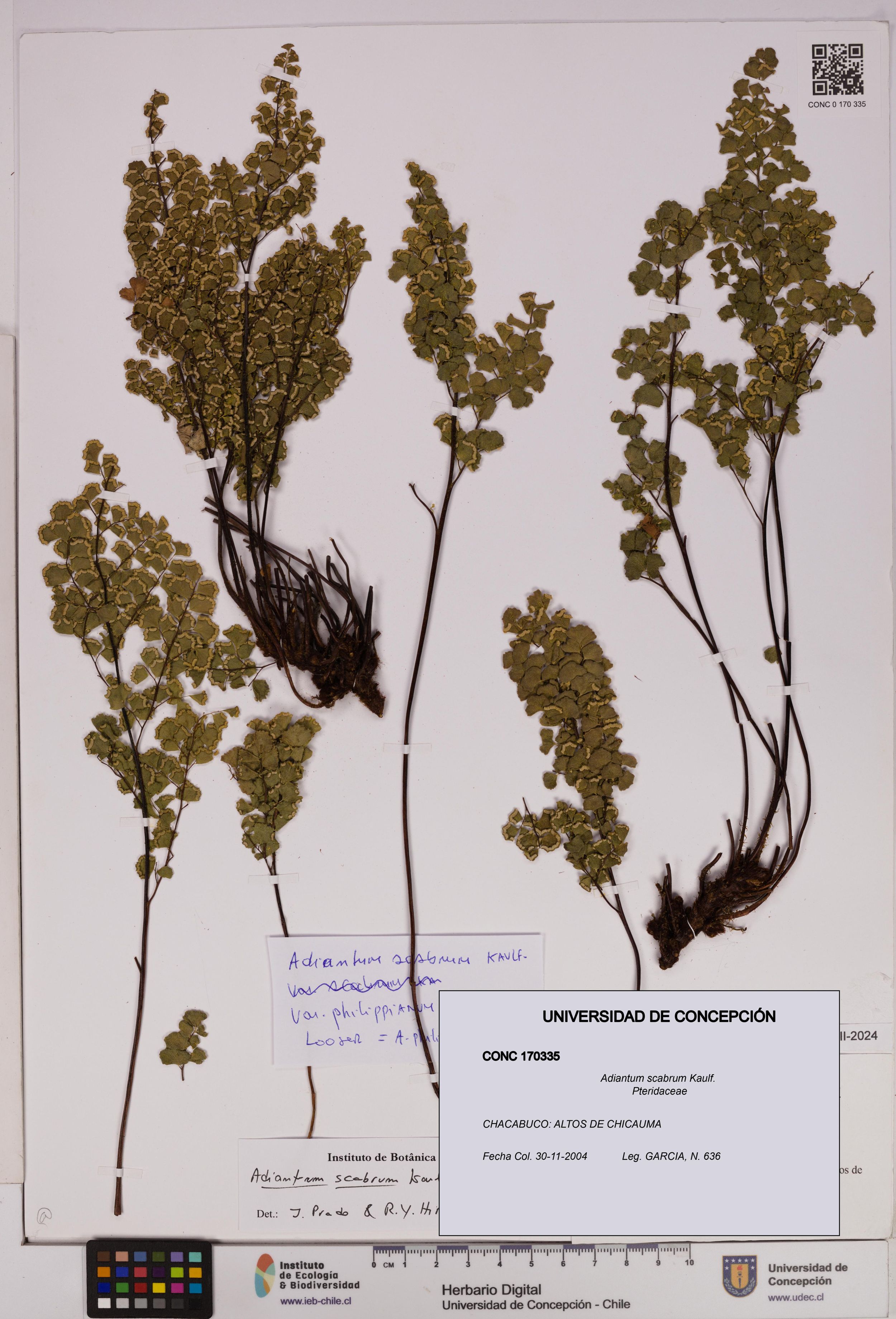 Adiantum scabrum [Espécimen: ]
