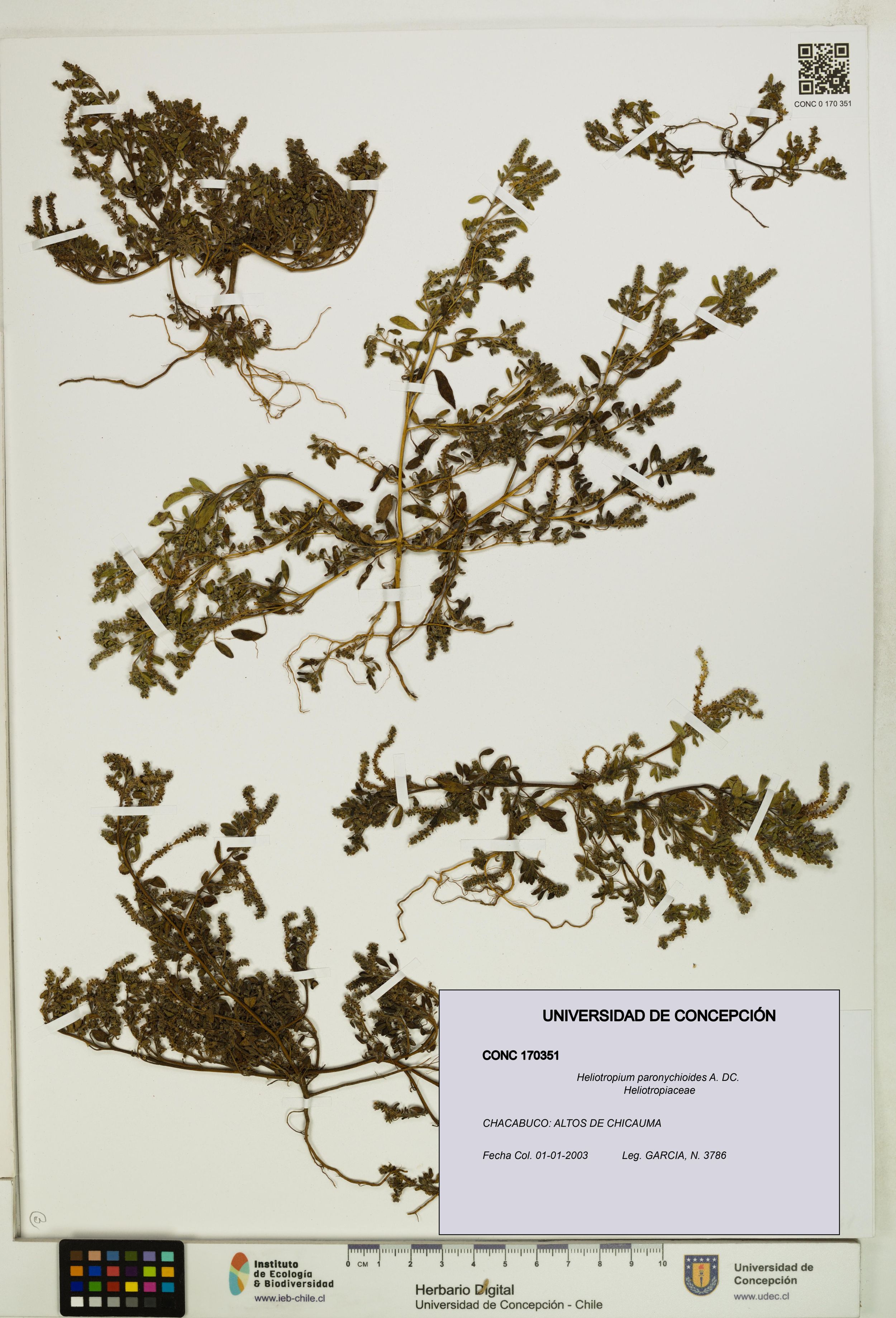 Heliotropium paronychioides [Espécimen: ]