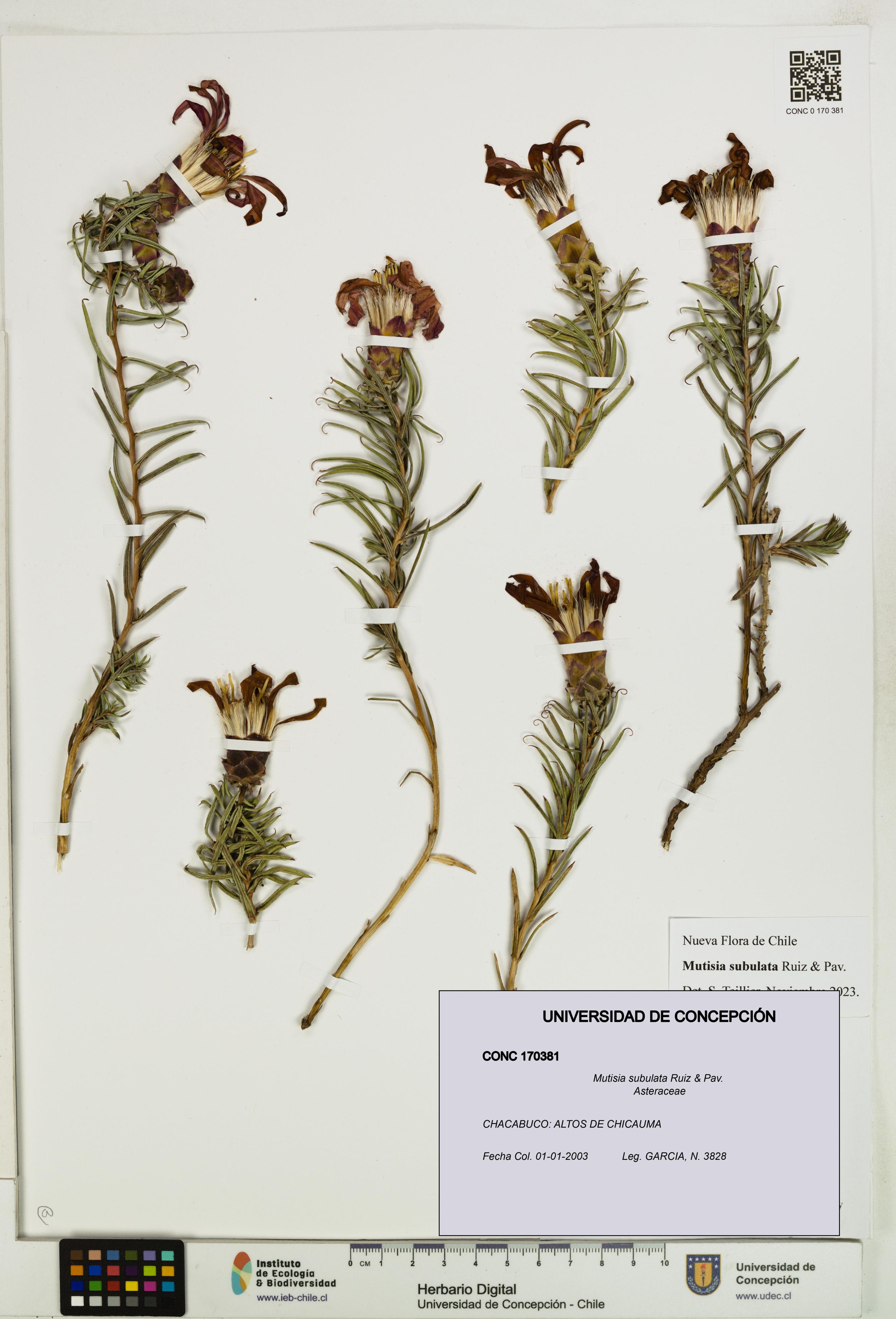 Mutisia subulata [Espécimen: ]