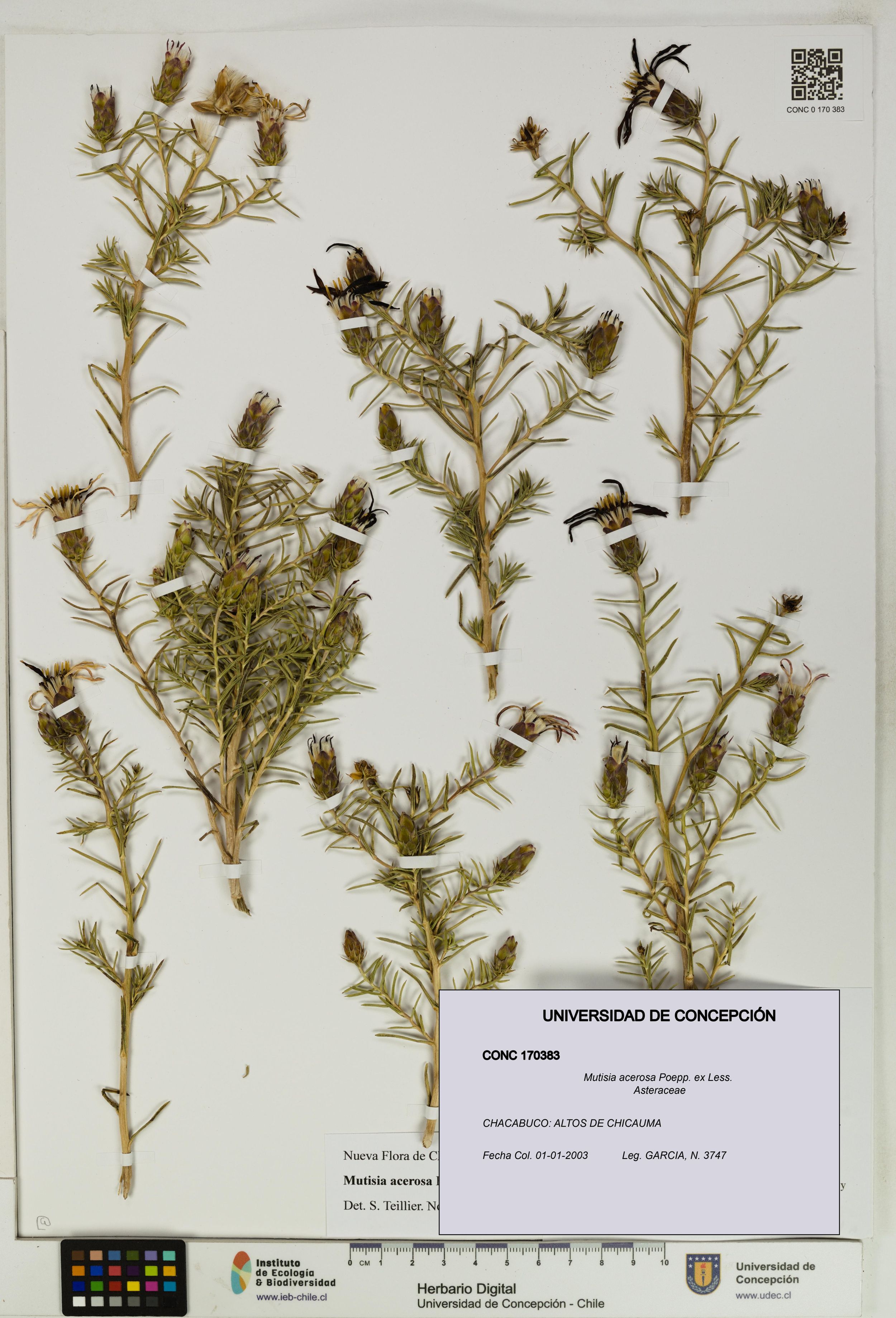 Mutisia acerosa [Espécimen: ]