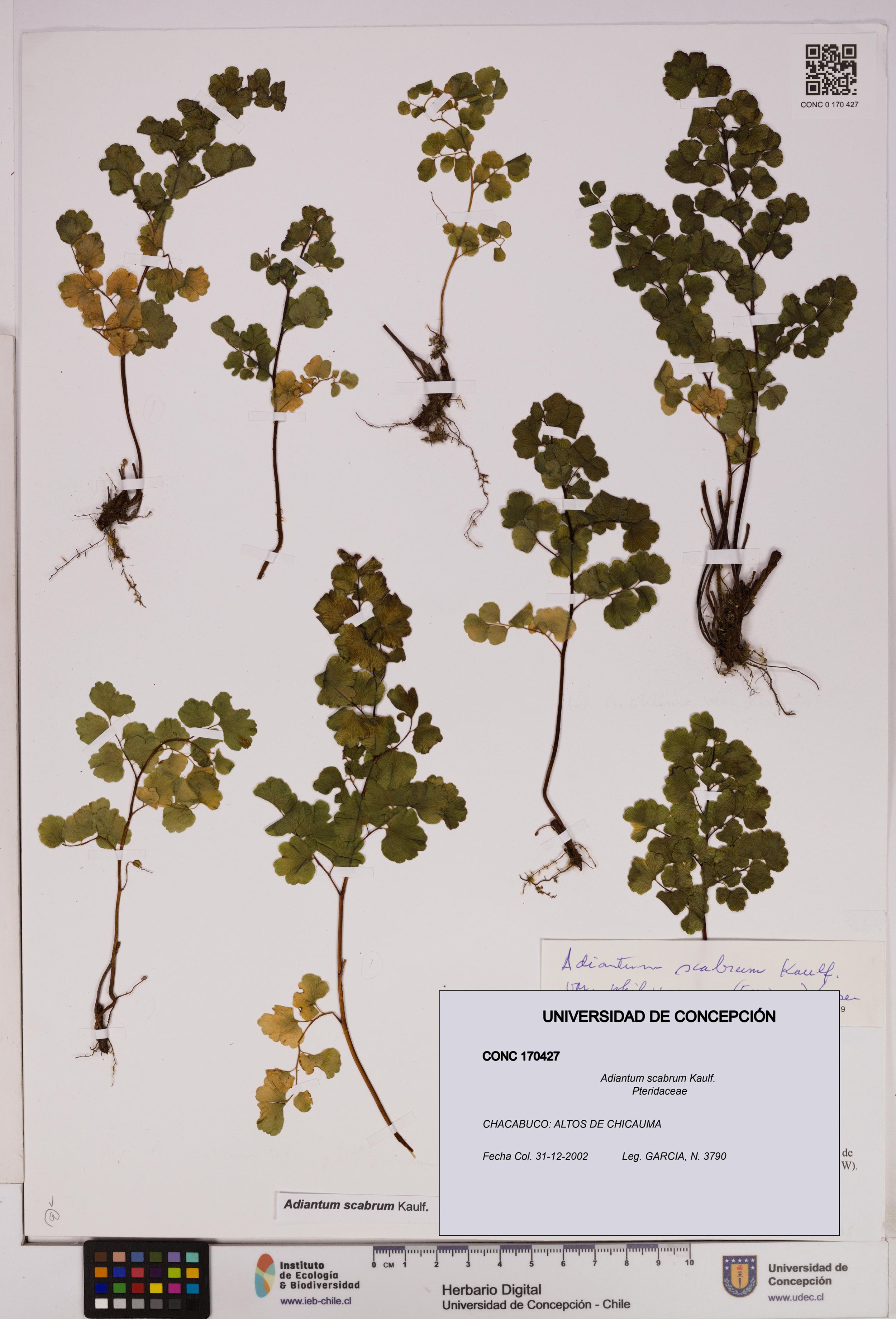 Adiantum scabrum [Espécimen: ]