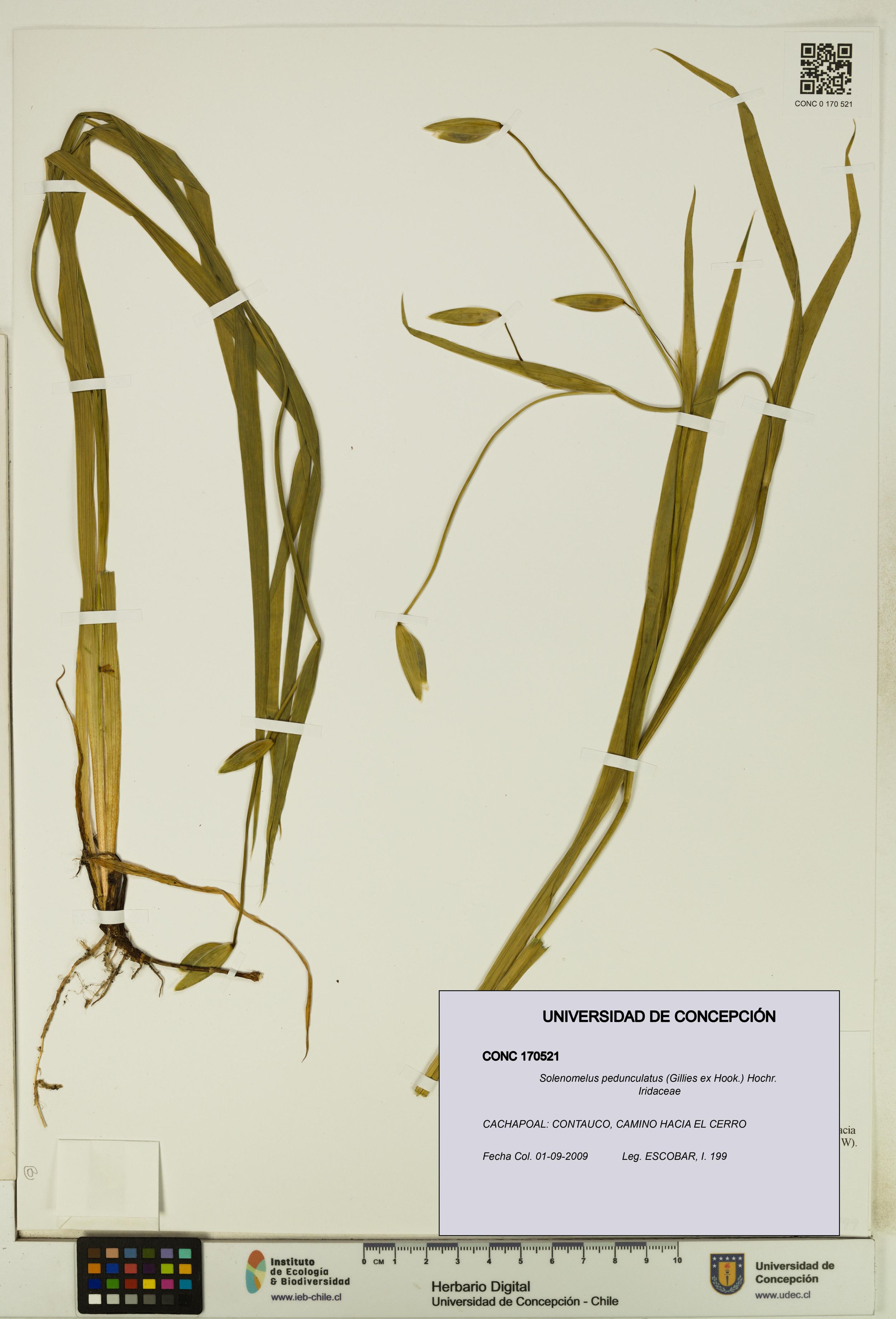 Solenomelus pedunculatus [Espécimen: ]