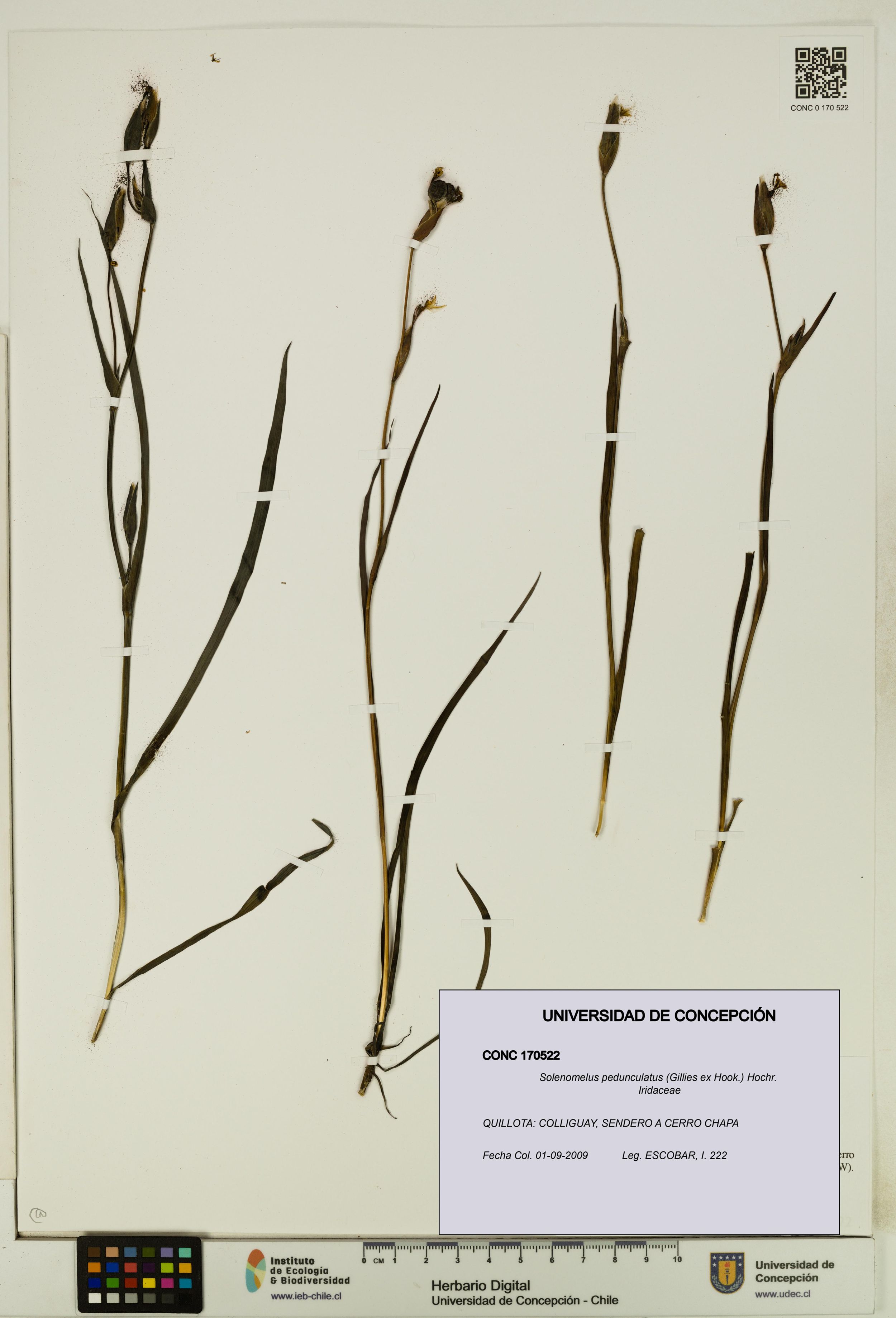 Solenomelus pedunculatus [Espécimen: ]