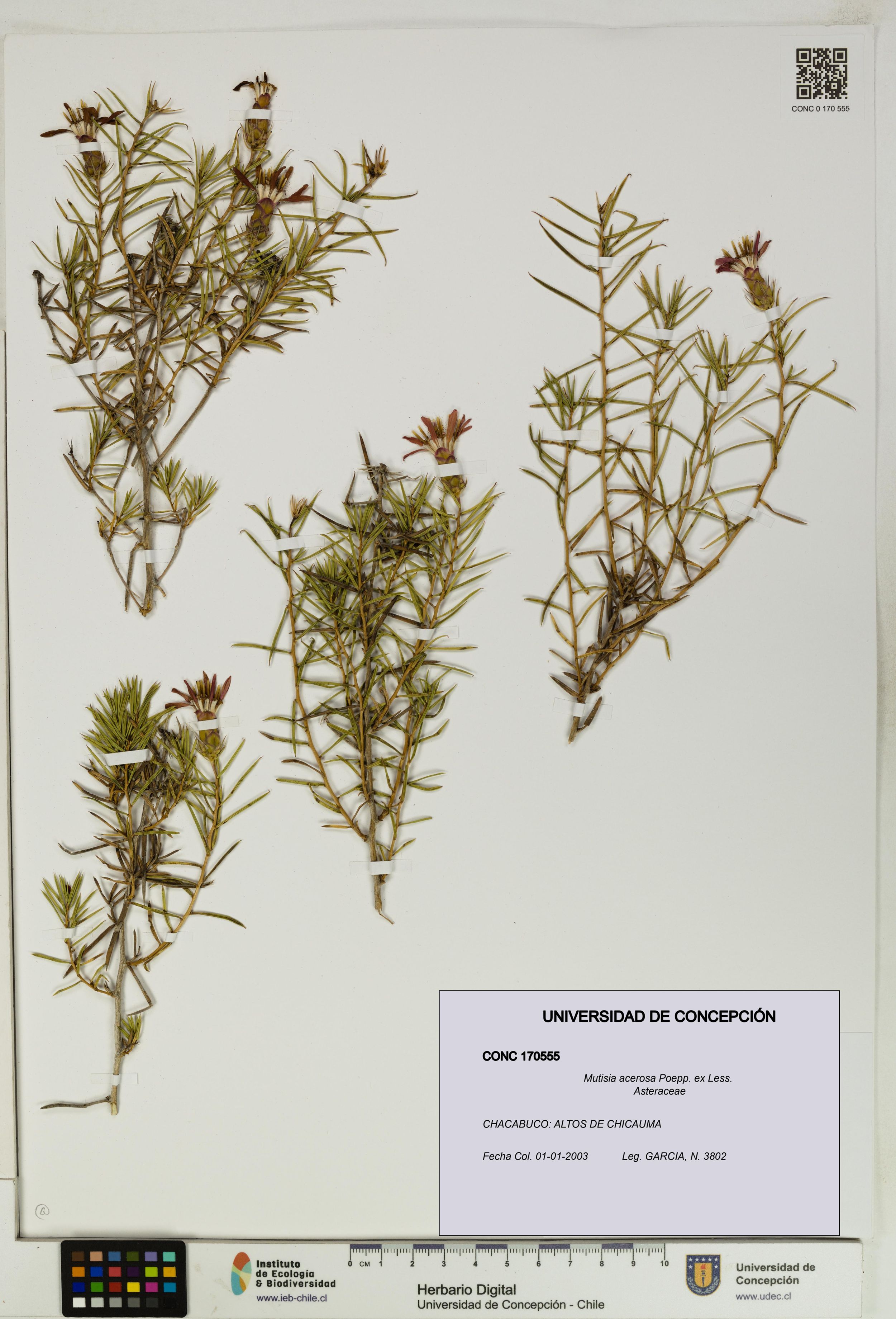Mutisia acerosa [Espécimen: ]