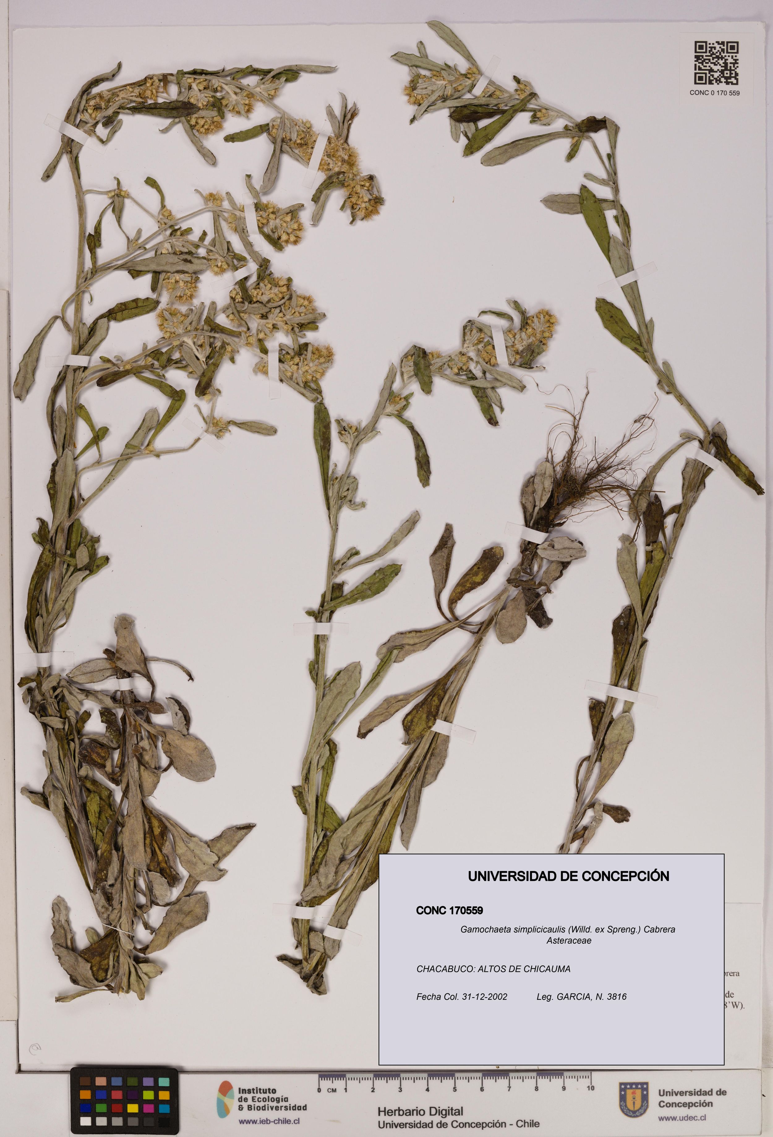 Gamochaeta simplicicaulis [Espécimen: ]