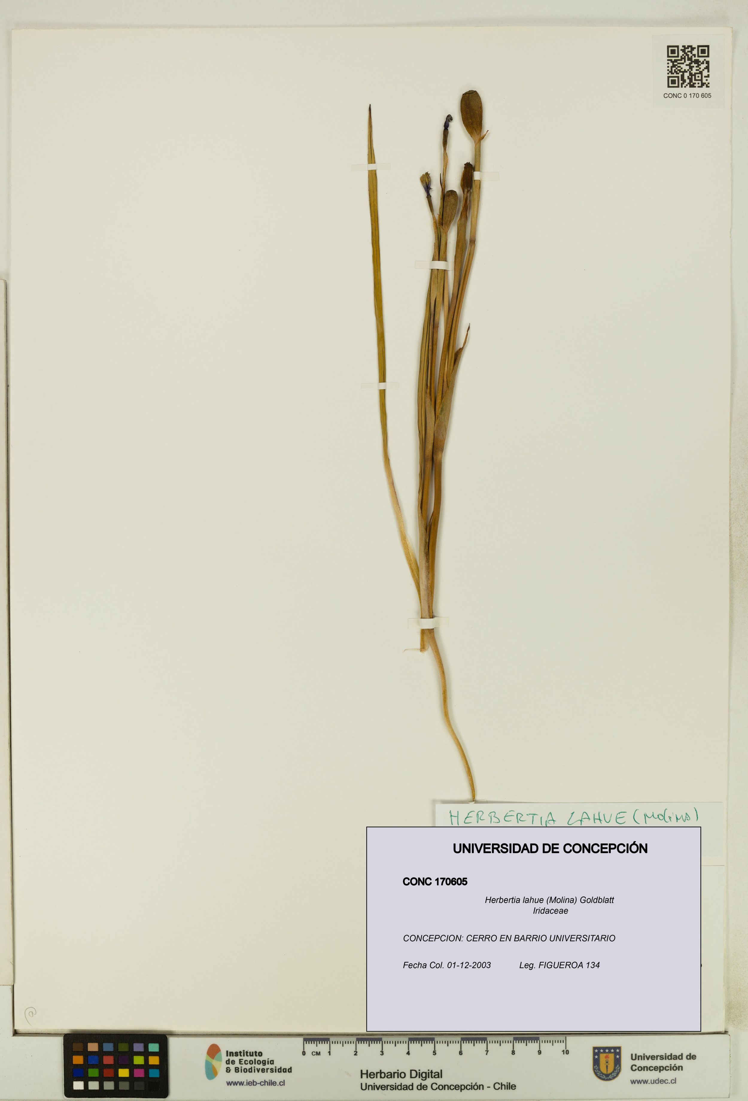 Herbertia lahue [Espécimen: ]