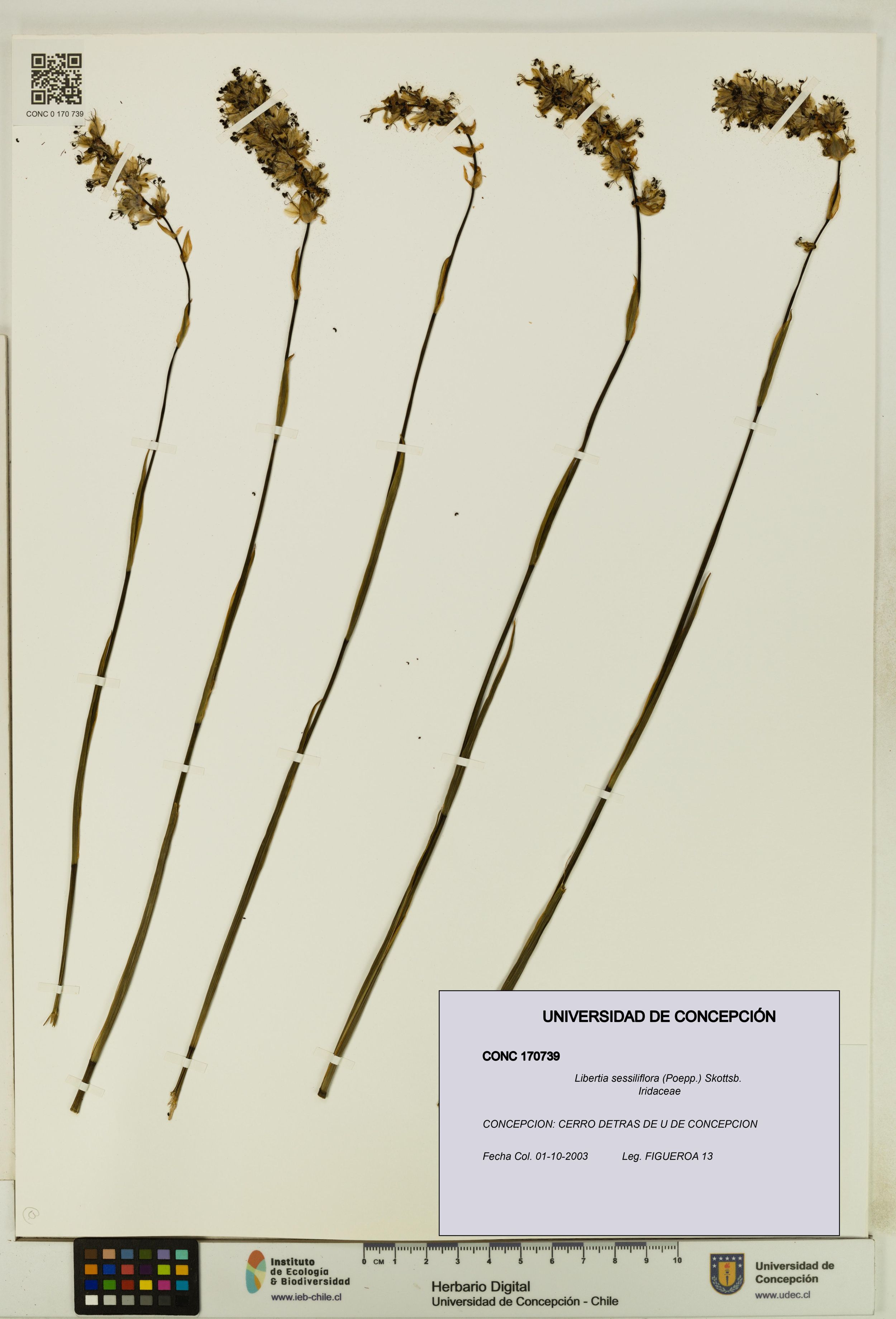 Libertia sessiliflora [Espécimen: ]