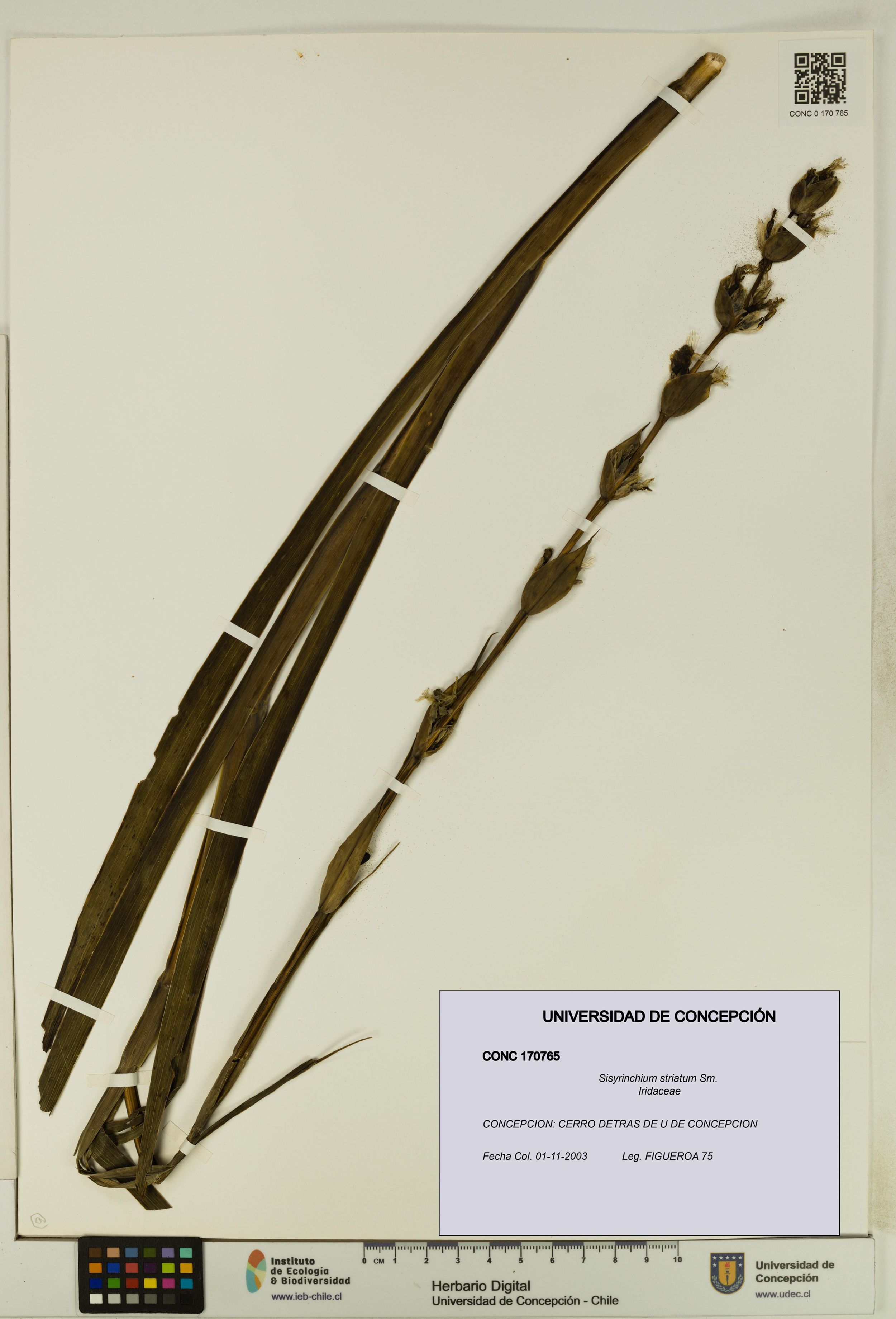 Sisyrinchium striatum [Espécimen: ]