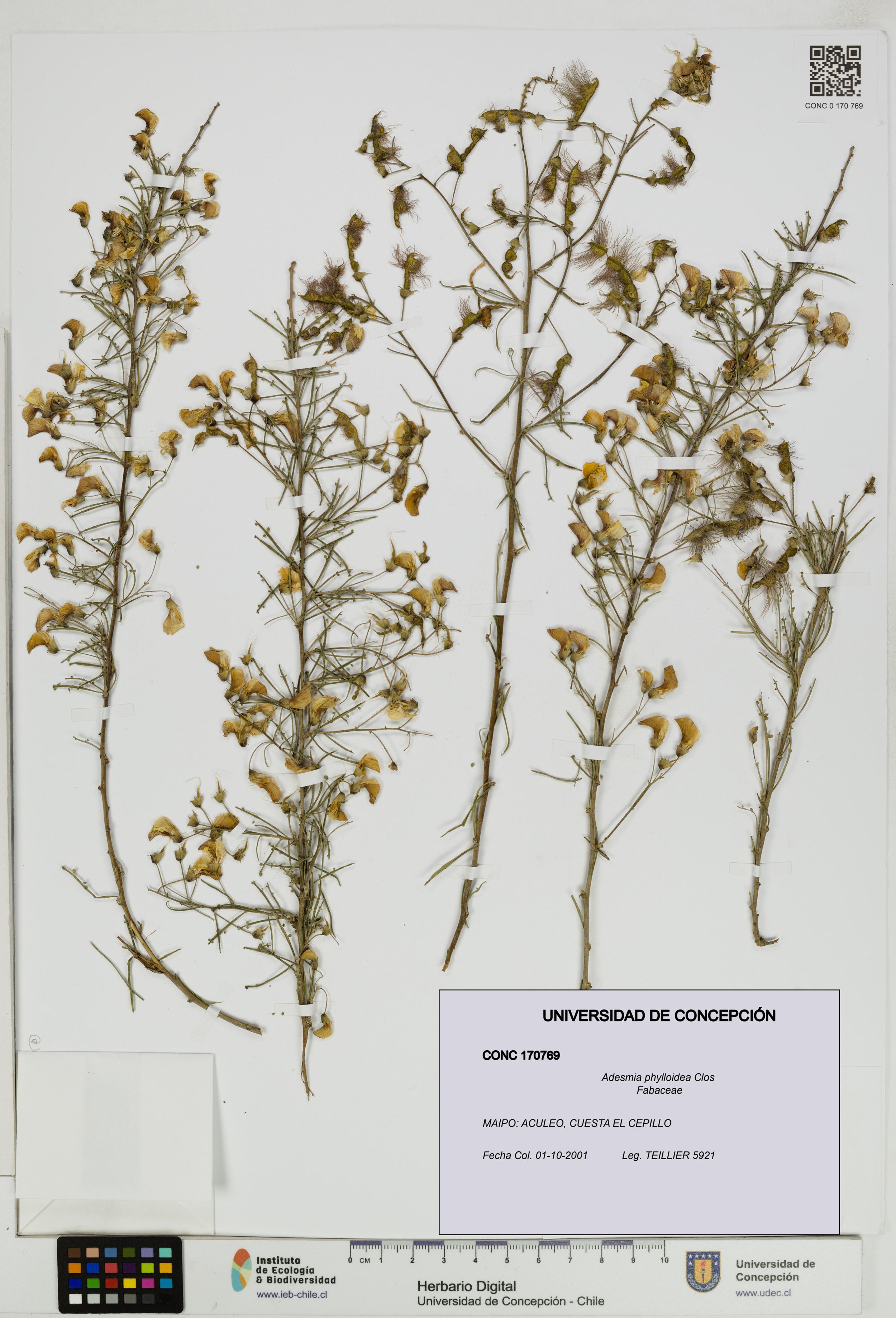 Adesmia phylloidea [Espécimen: ]