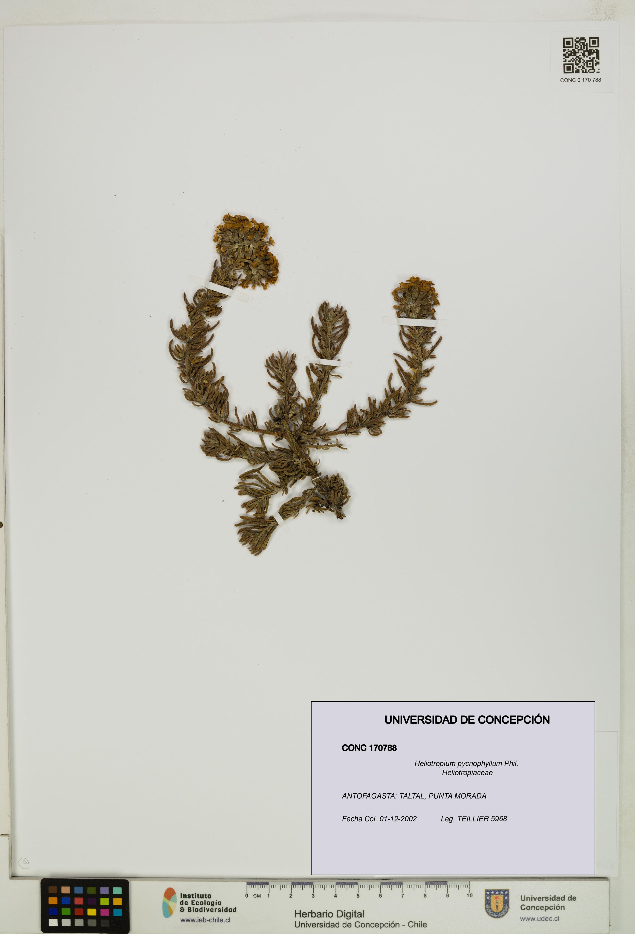 Heliotropium pycnophyllum [Espécimen: ]
