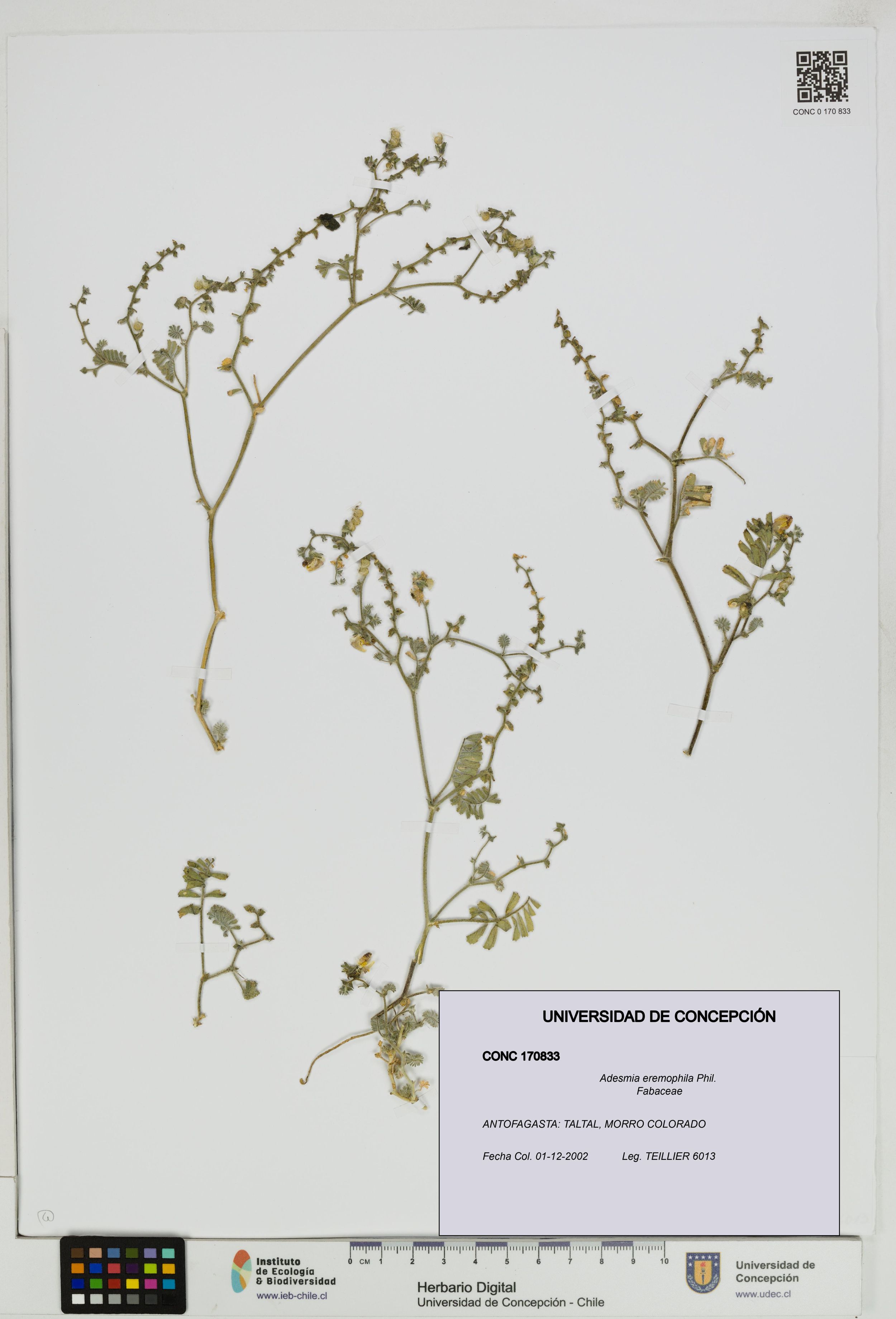 Adesmia eremophila [Espécimen: ]