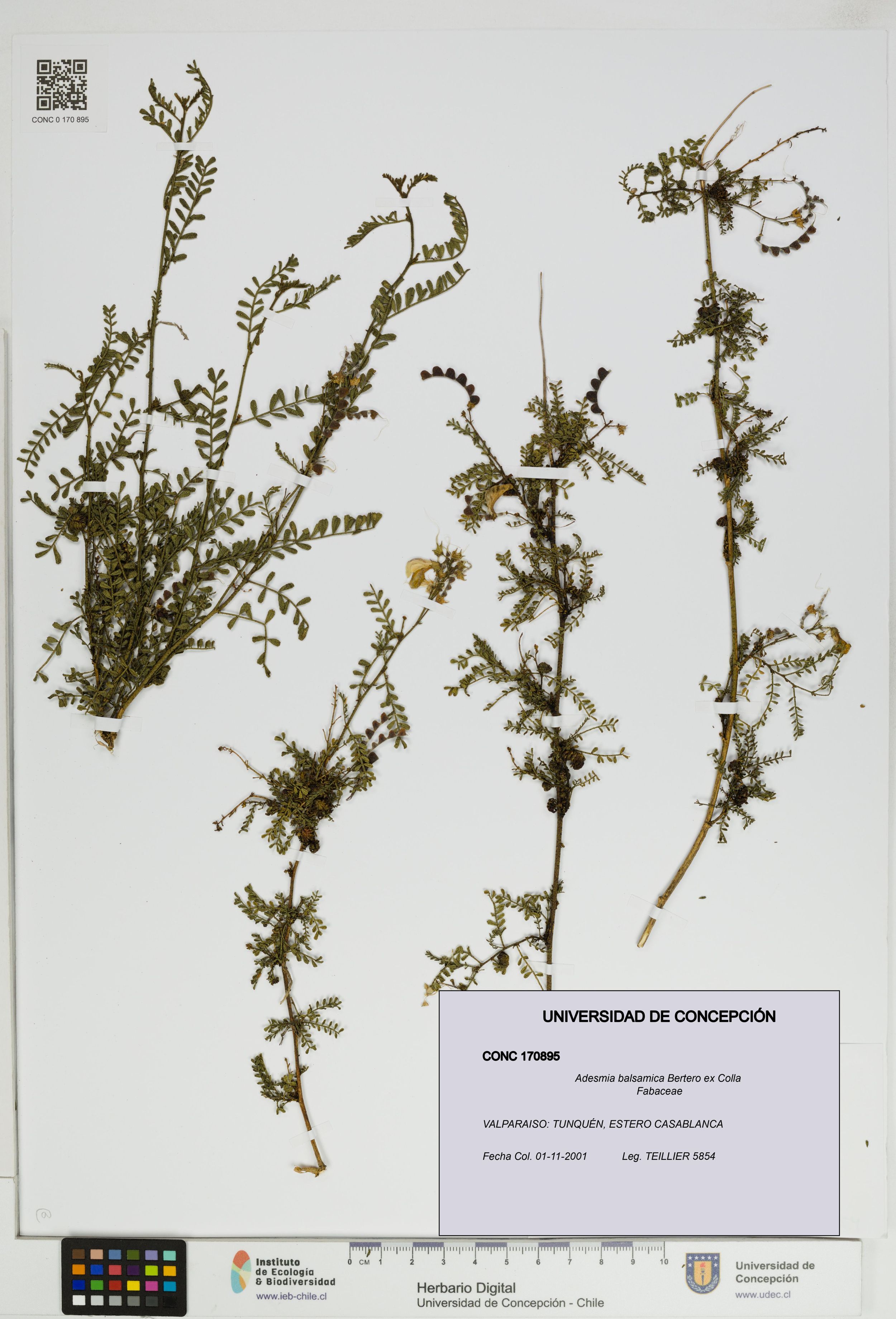 Adesmia balsamica [Espécimen: ]