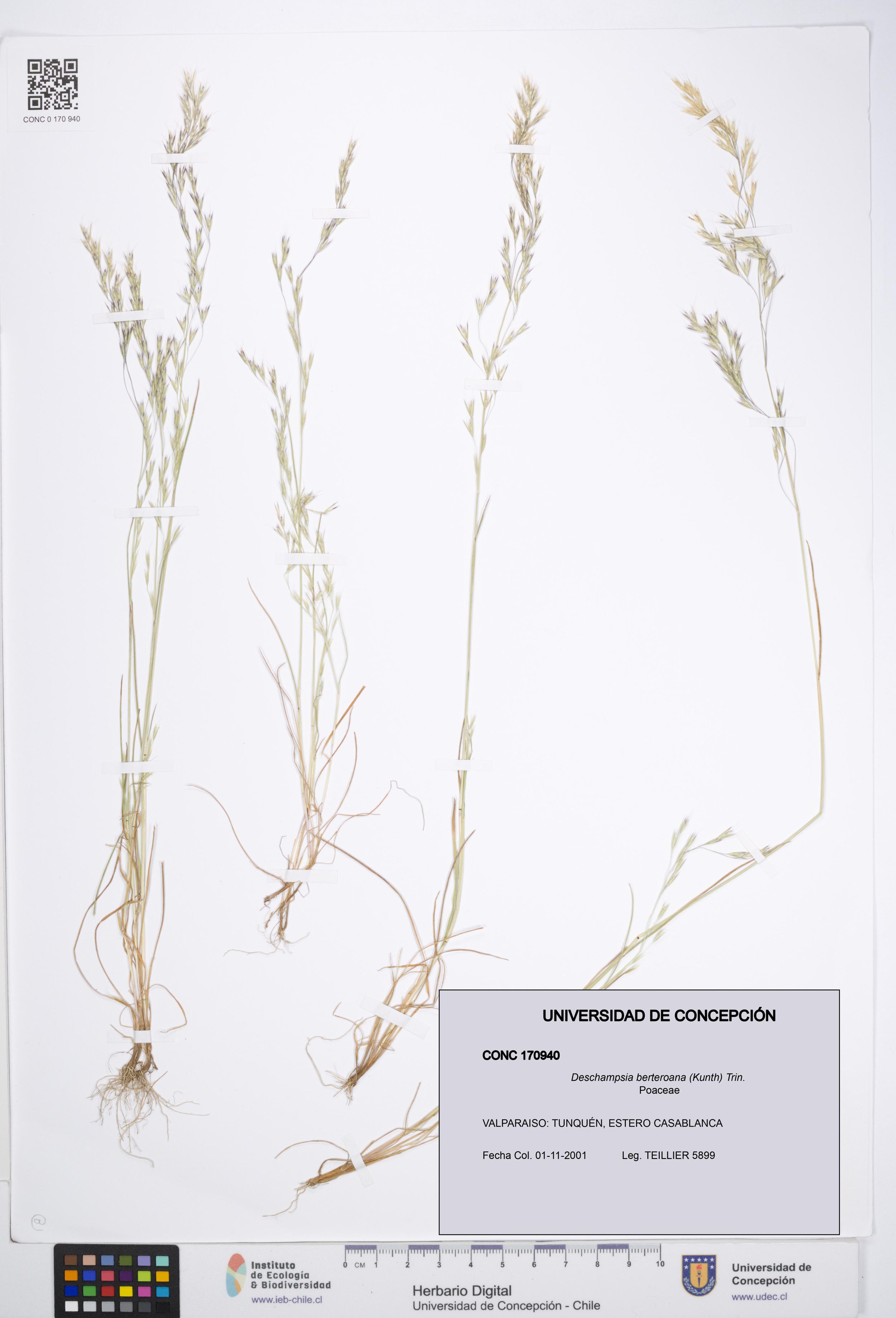 Deschampsia berteroana [Espécimen: ]