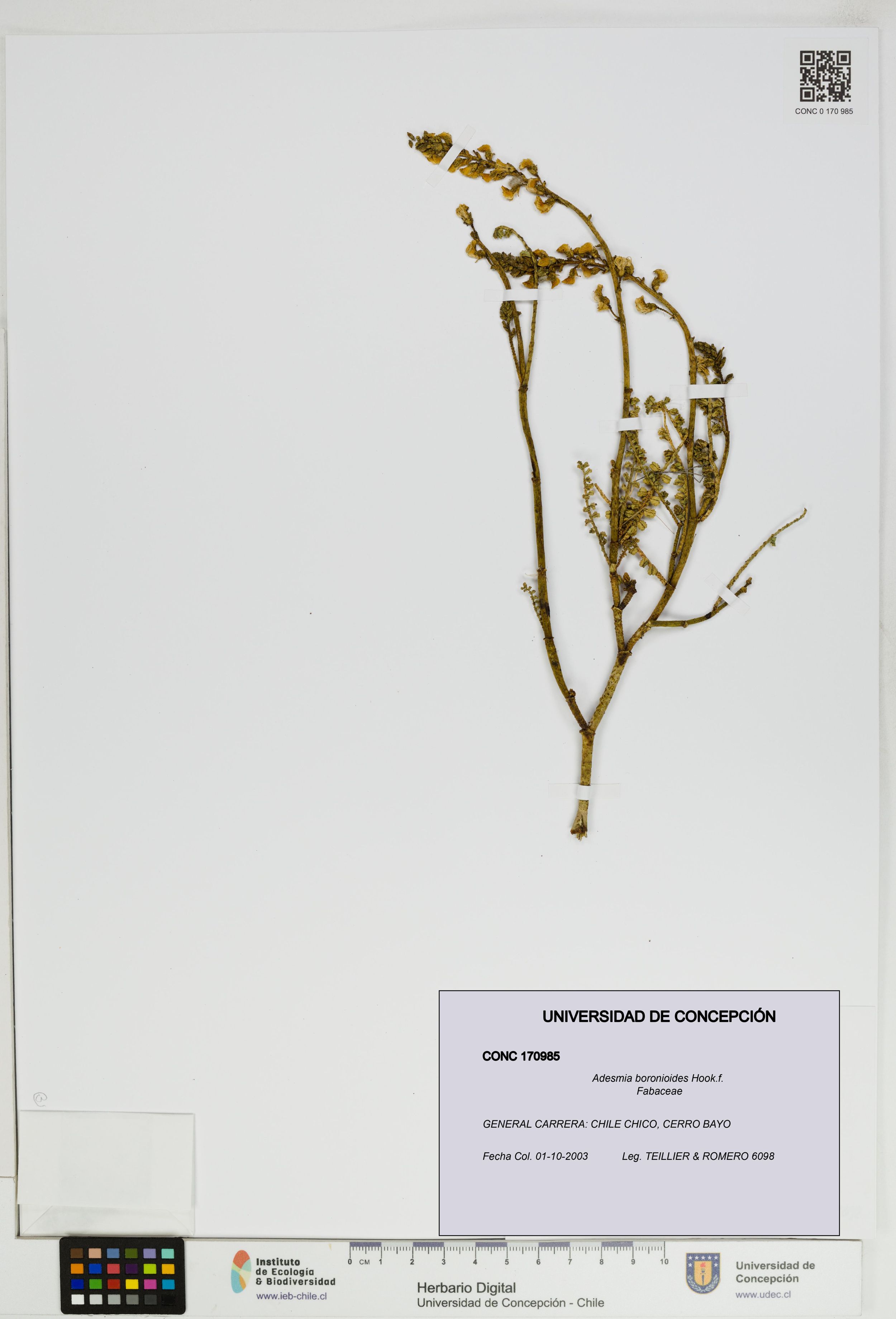 Adesmia boronioides [Espécimen: ]