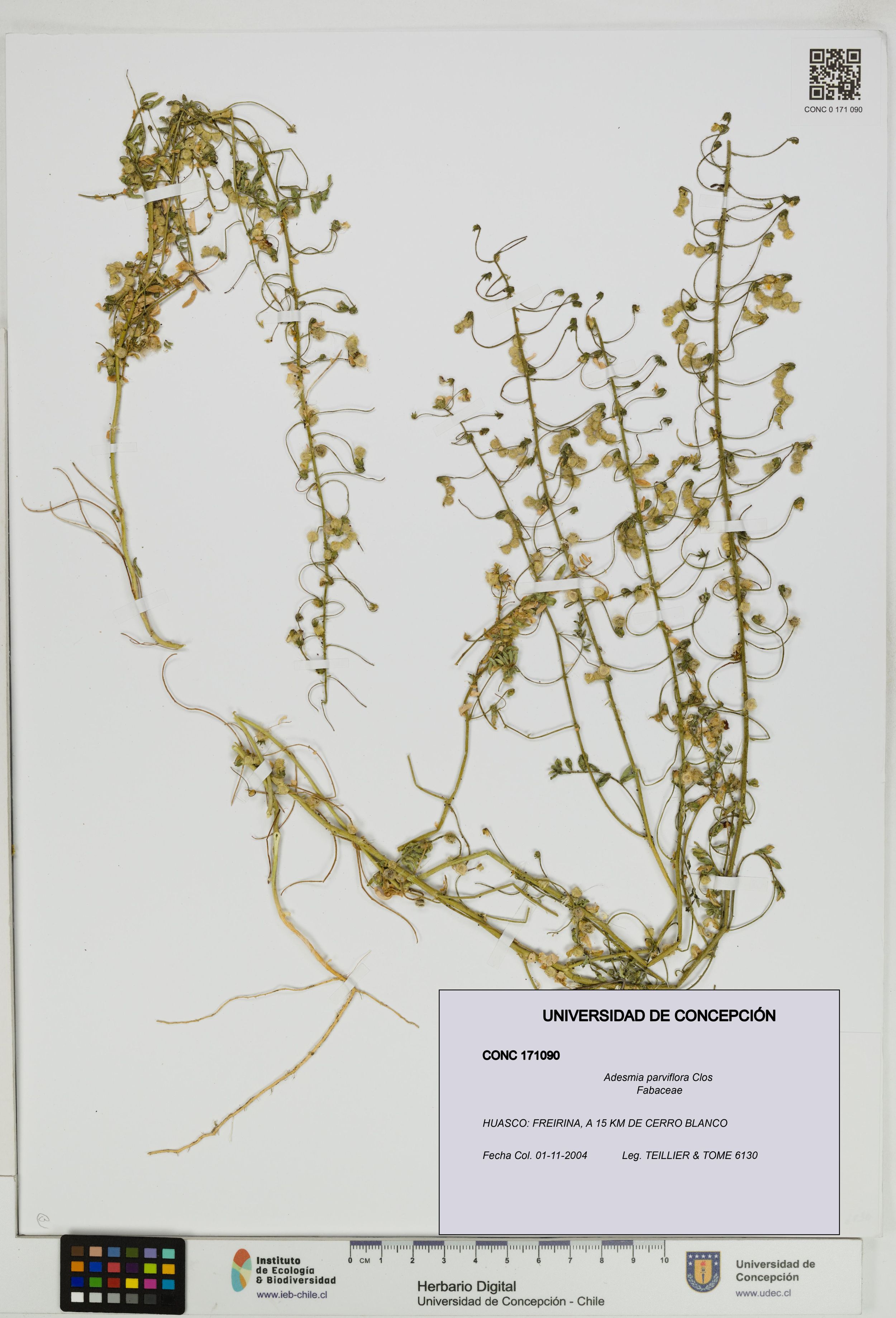 Adesmia parviflora [Espécimen: ]