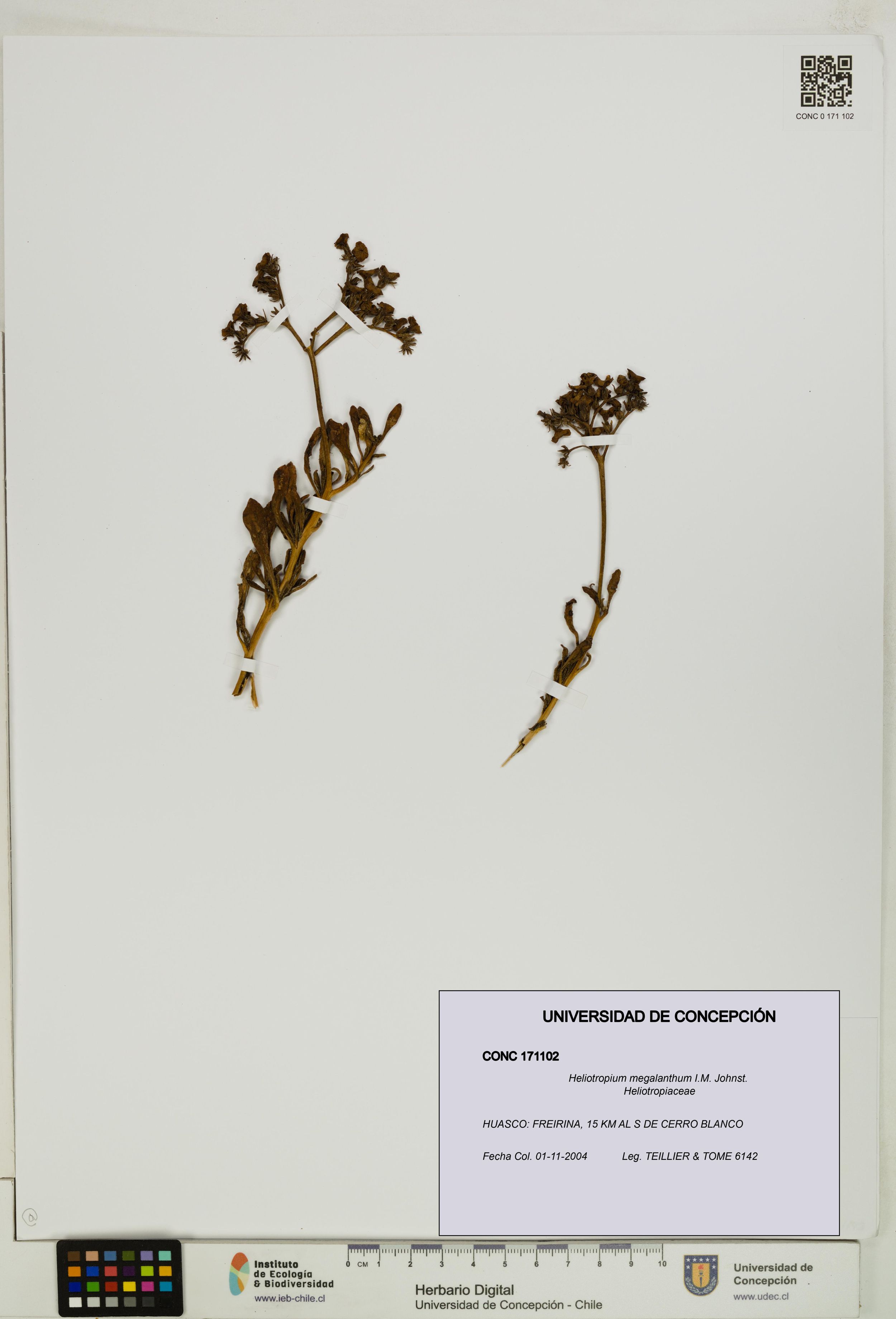 Heliotropium megalanthum [Espécimen: ]