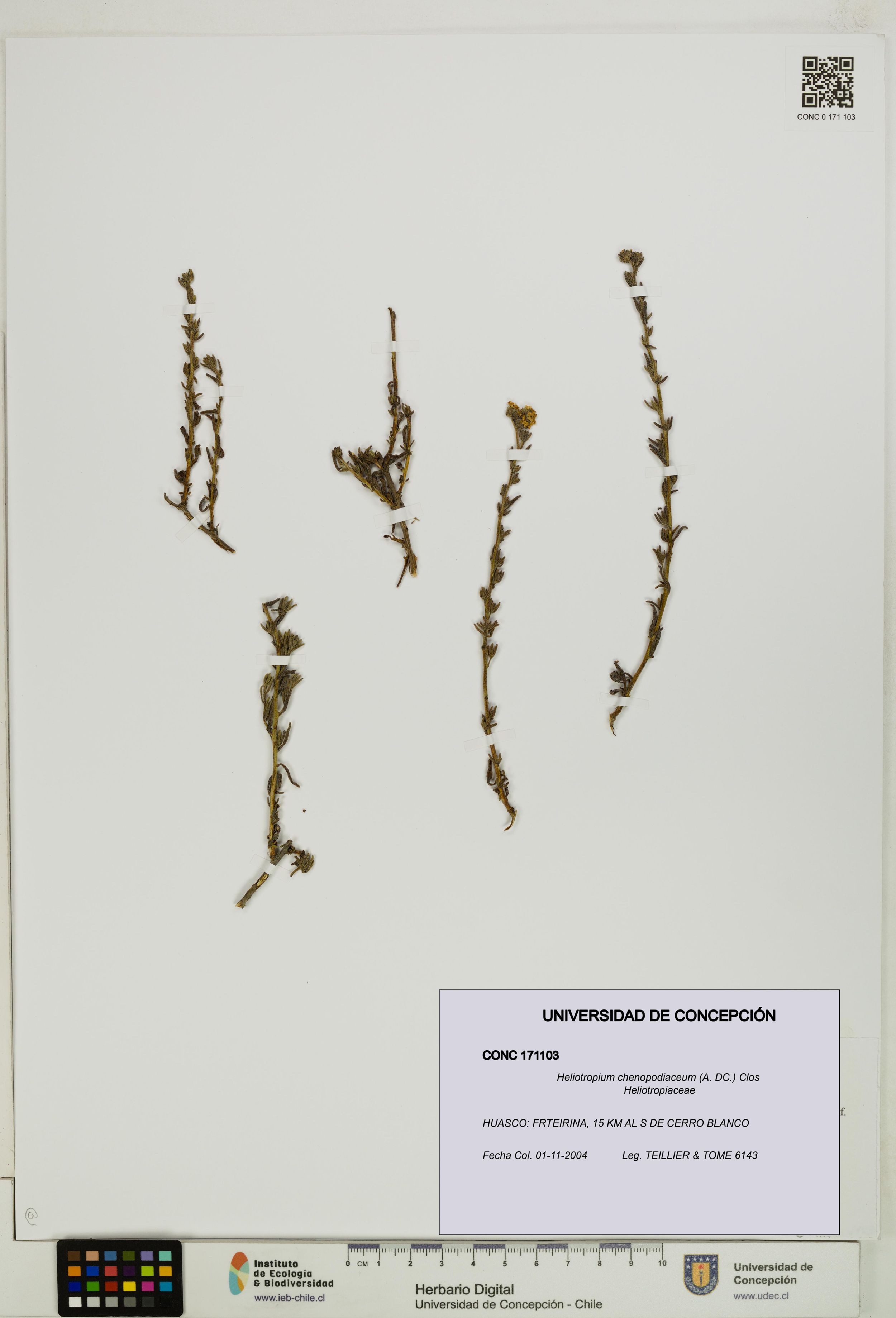 Heliotropium chenopodiaceum [Espécimen: ]