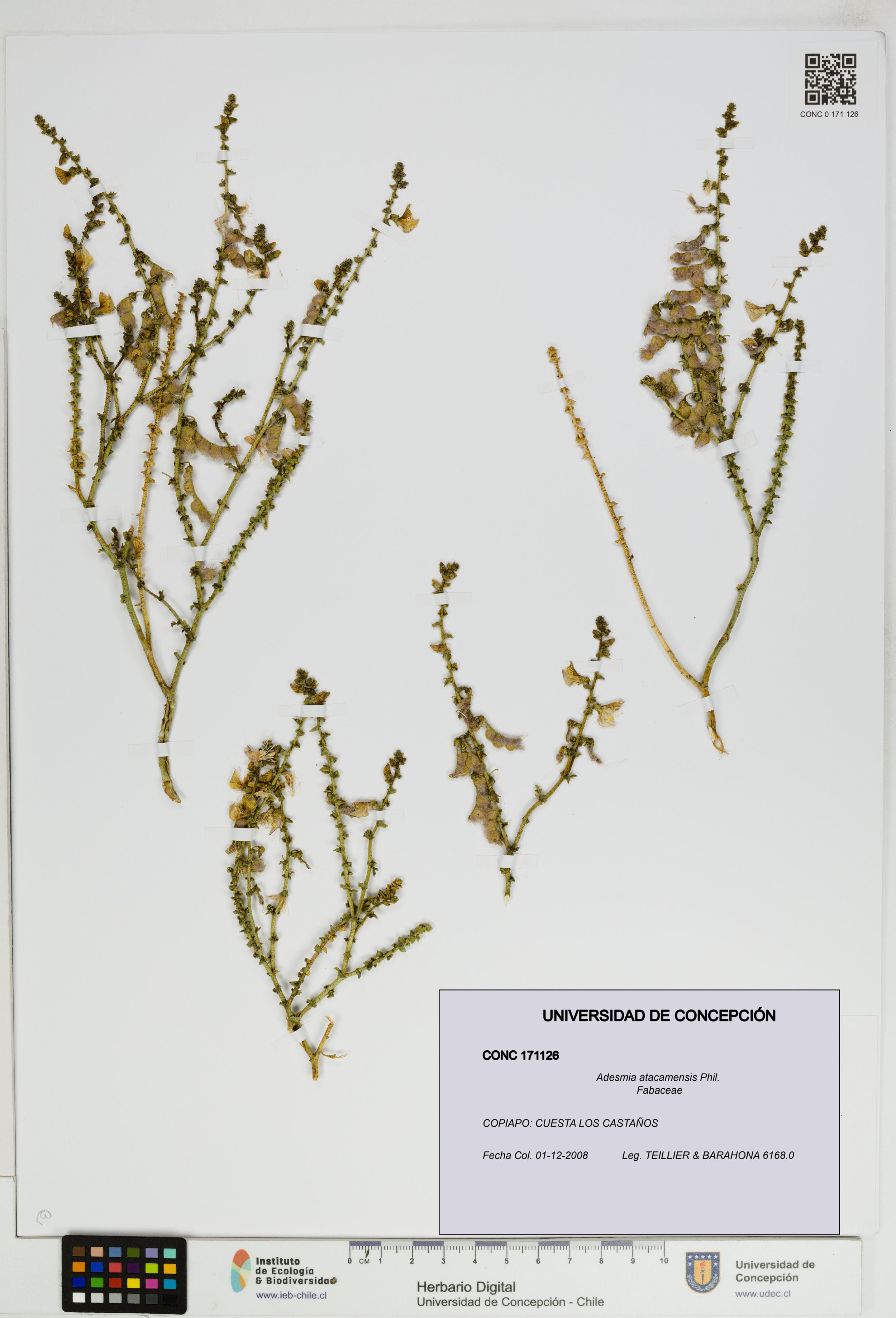 Adesmia atacamensis [Espécimen: ]