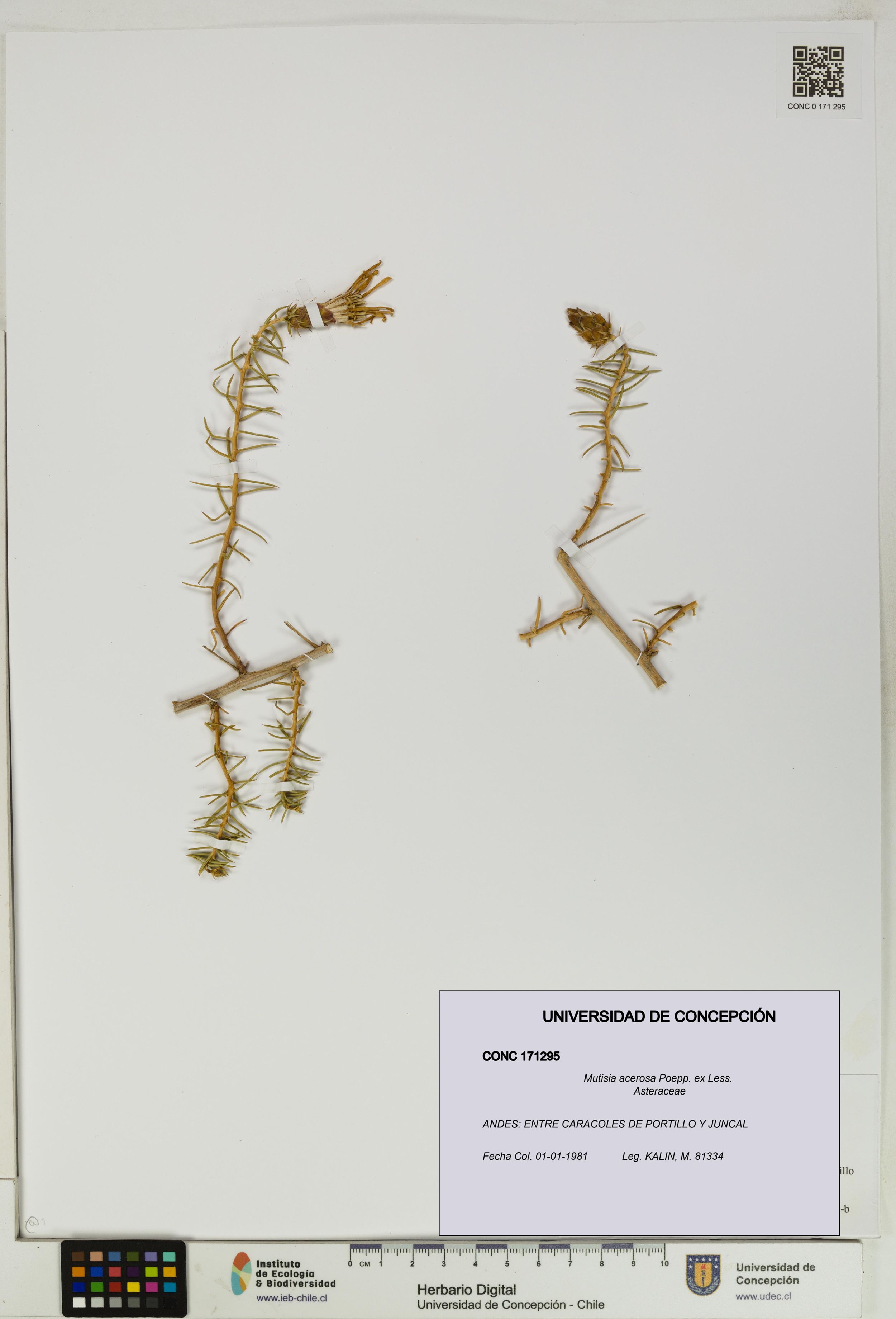 Mutisia acerosa [Espécimen: ]