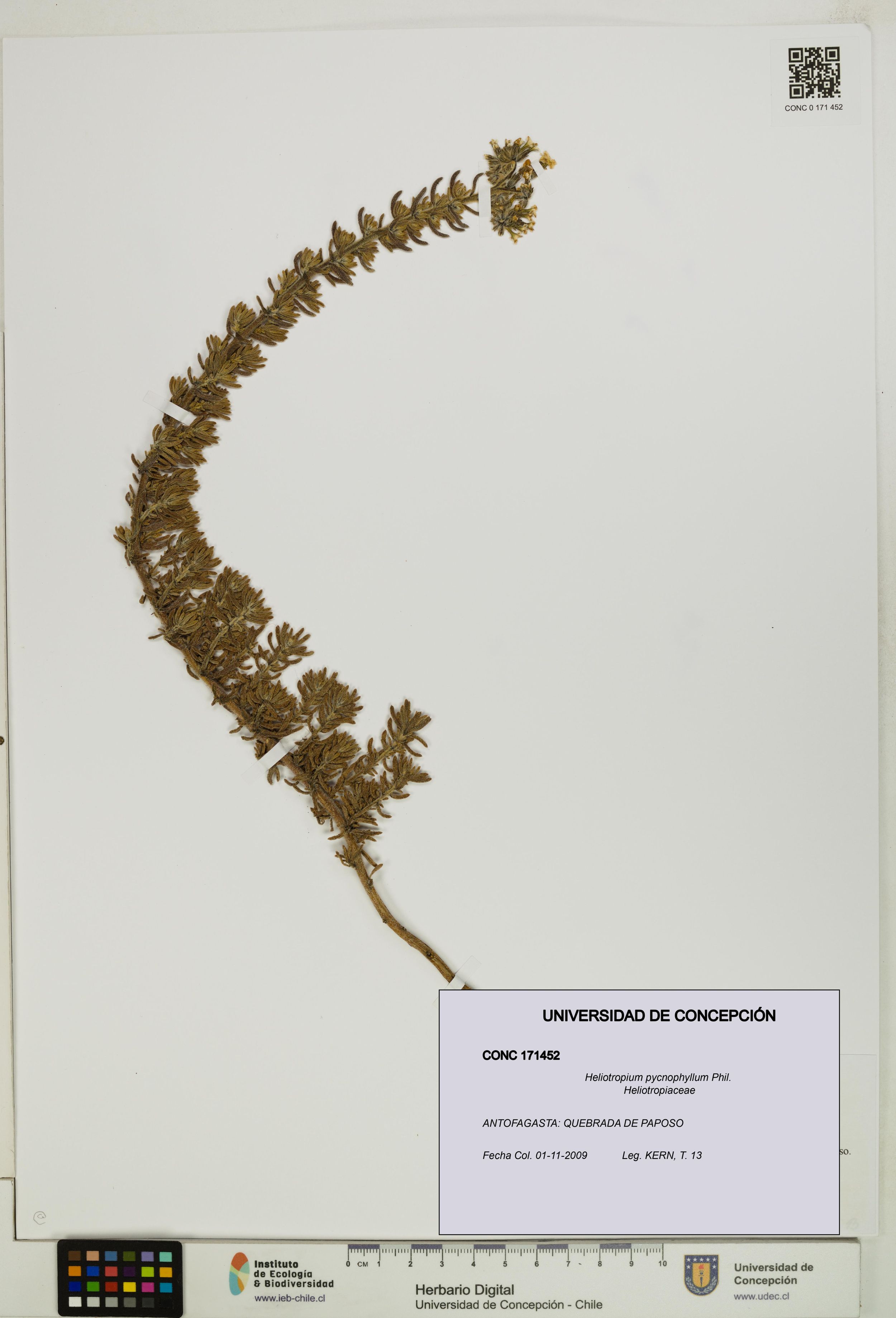 Heliotropium pycnophyllum [Espécimen: ]