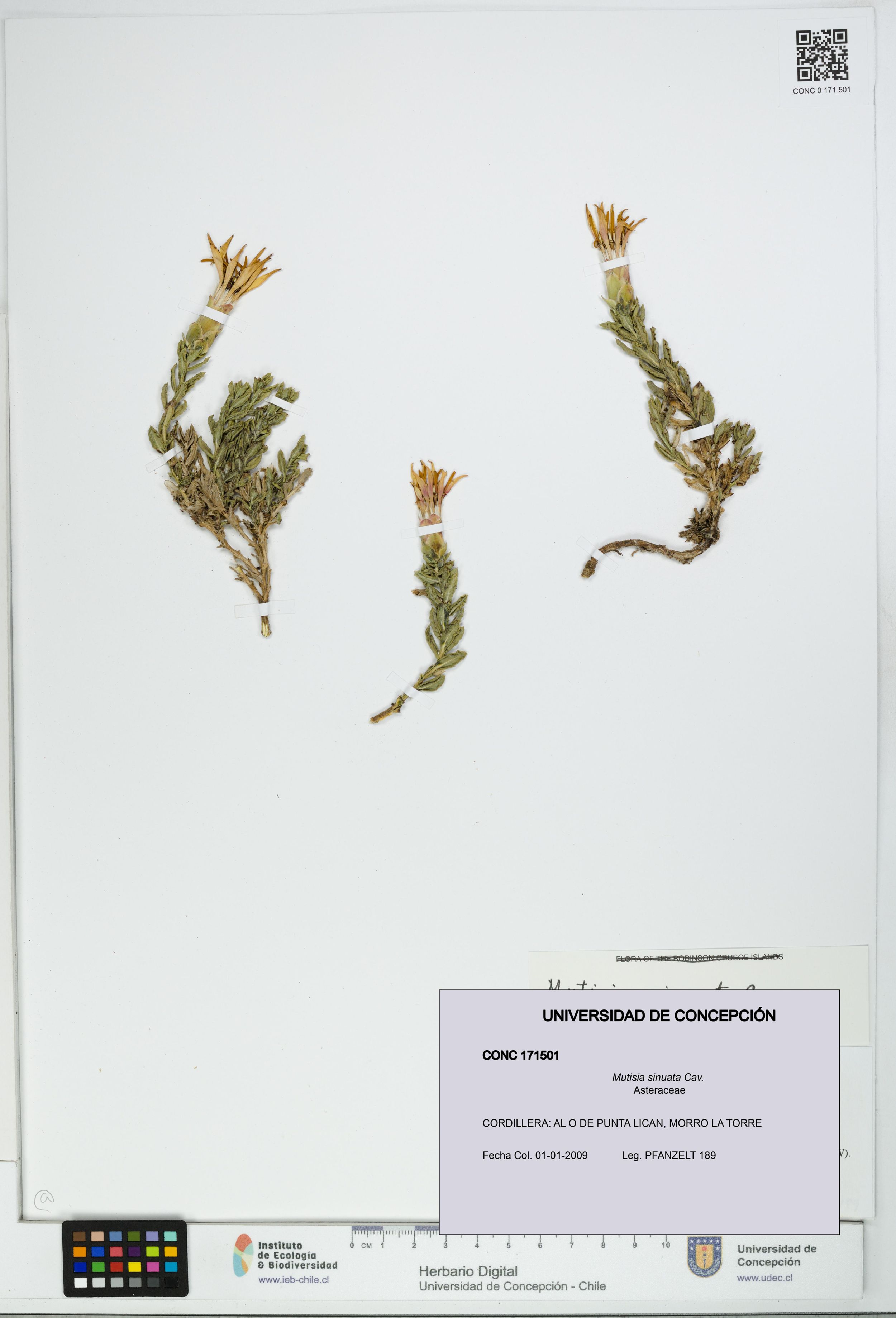 Mutisia sinuata [Espécimen: ]