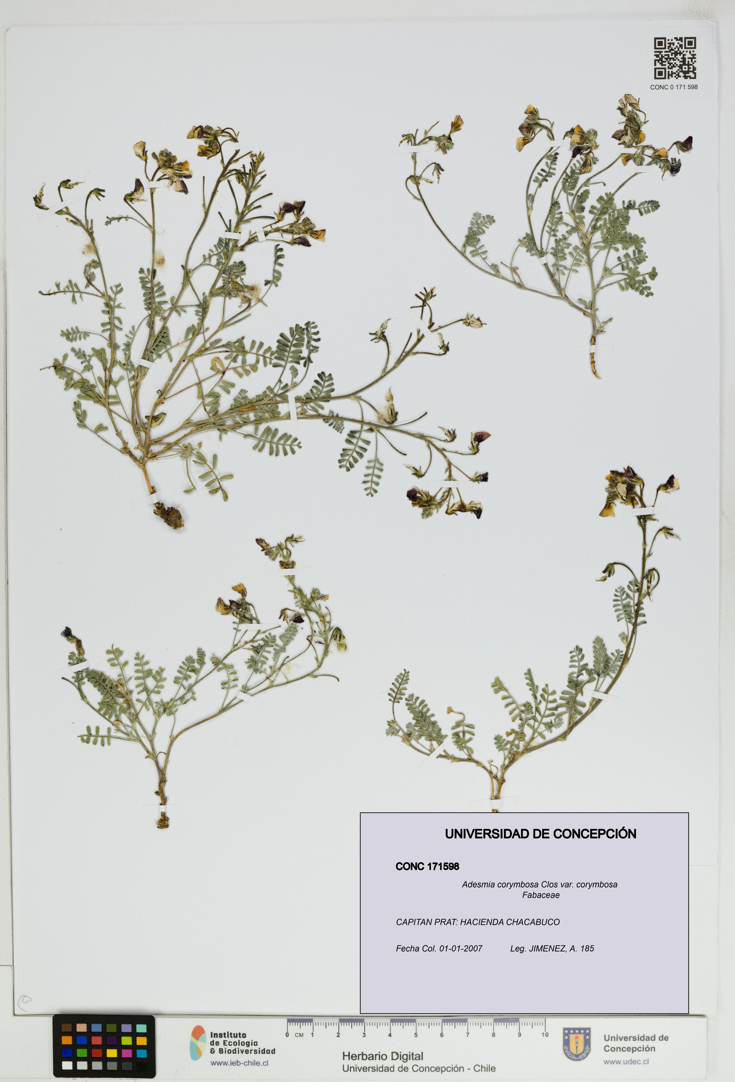 Adesmia corymbosa var. corymbosa [Espécimen: ]