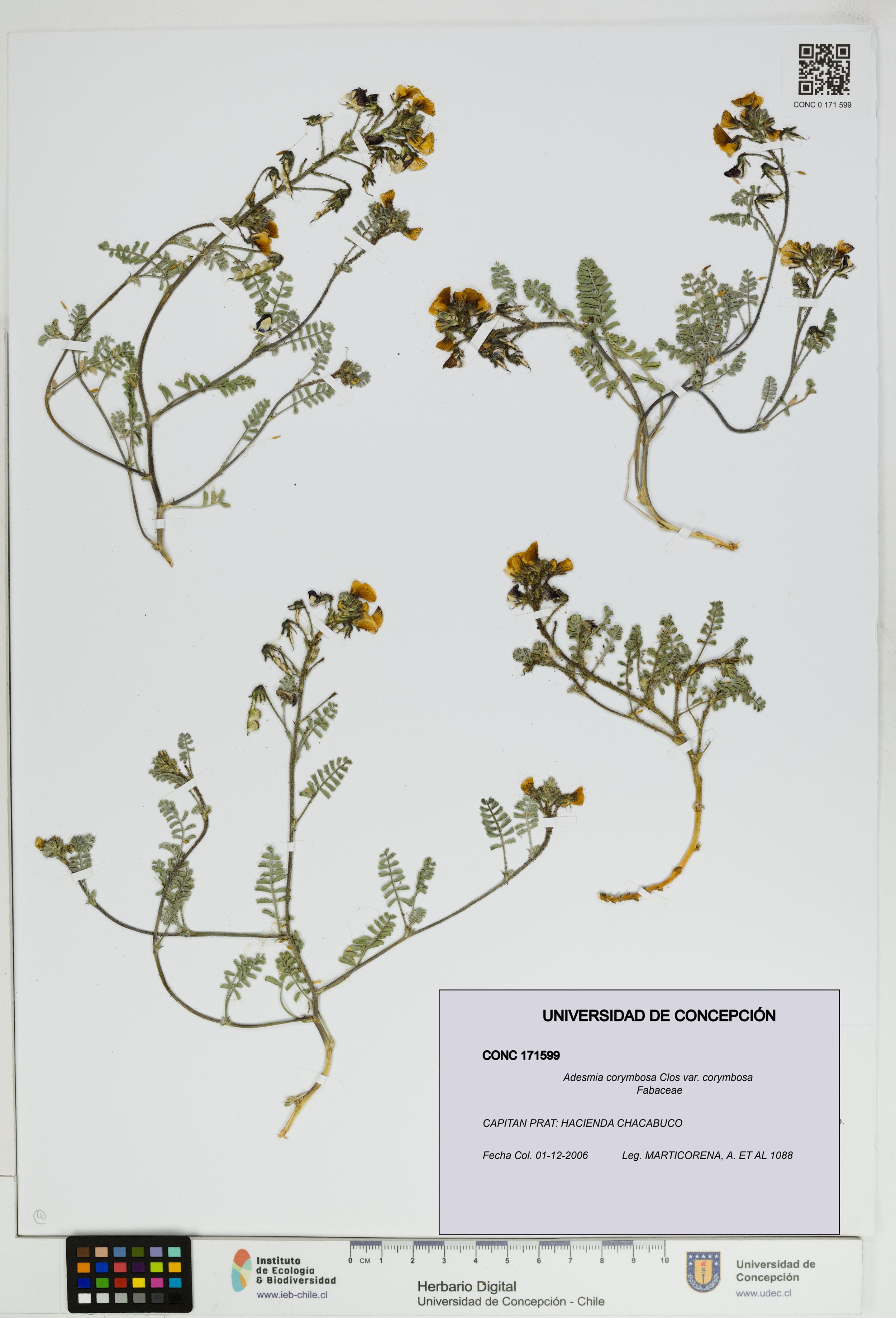 Adesmia corymbosa var. corymbosa [Espécimen: ]