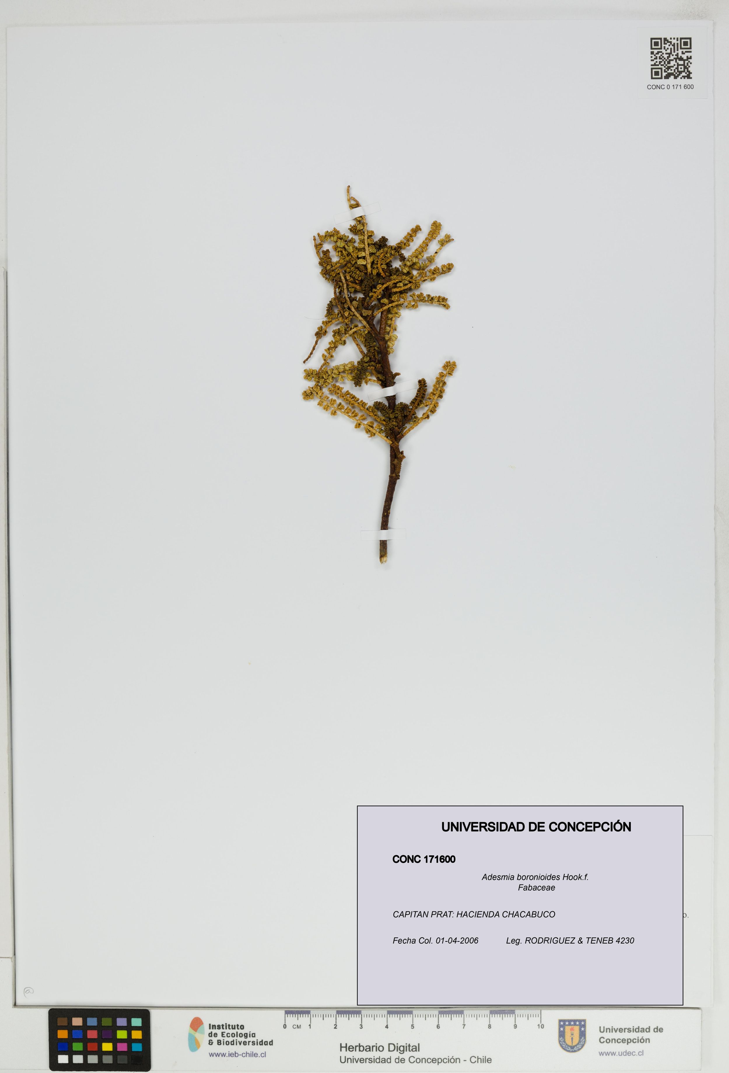 Adesmia boronioides [Espécimen: ]