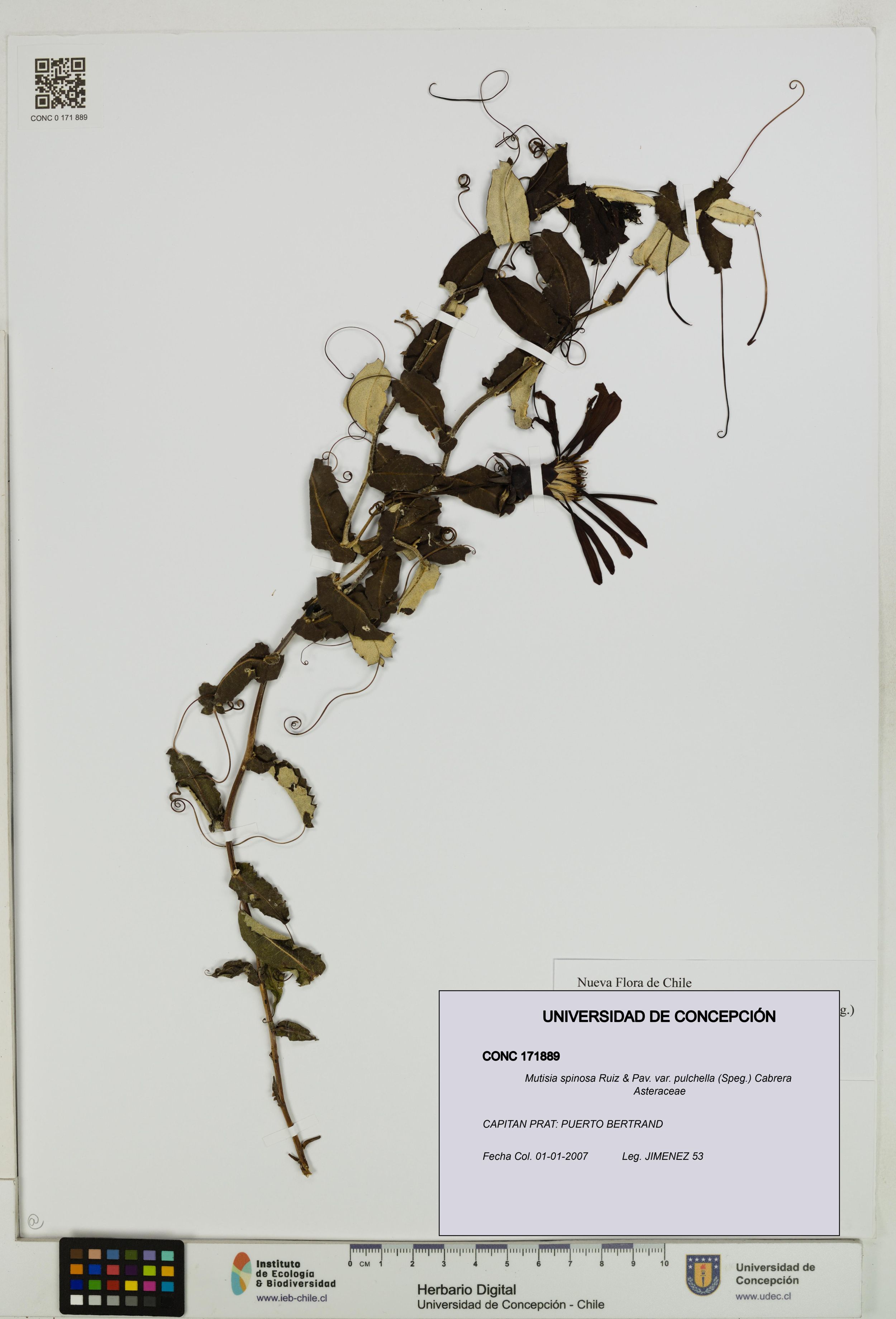 Mutisia spinosa var. pulchella [Espécimen: ]