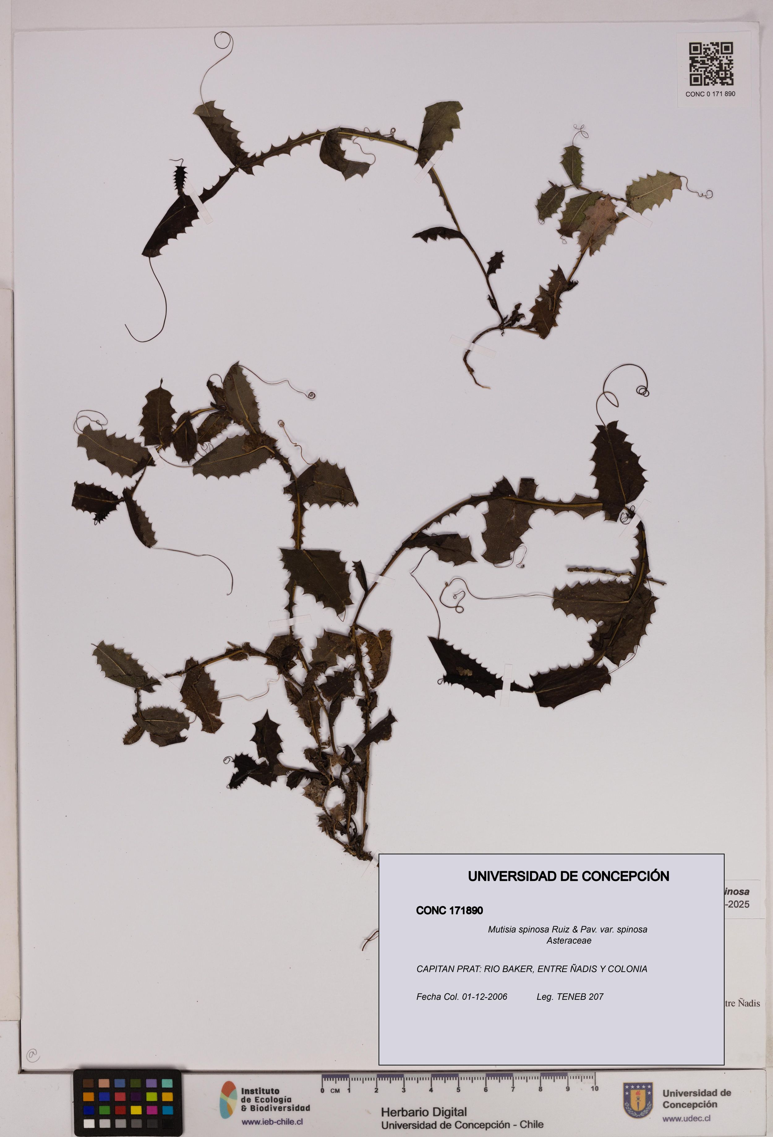 Mutisia spinosa var. spinosa [Espécimen: ]