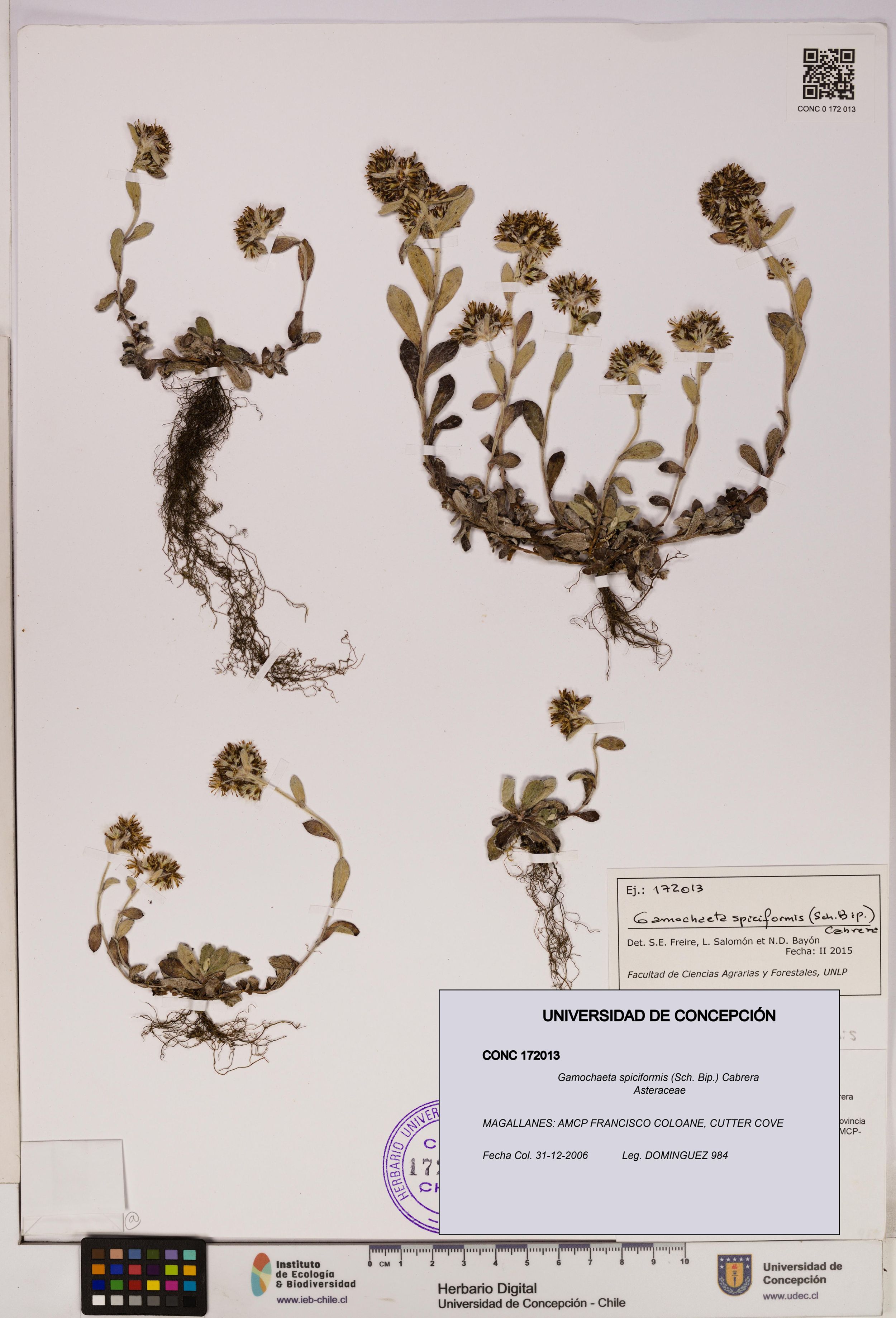 Gamochaeta spiciformis [Espécimen: ]