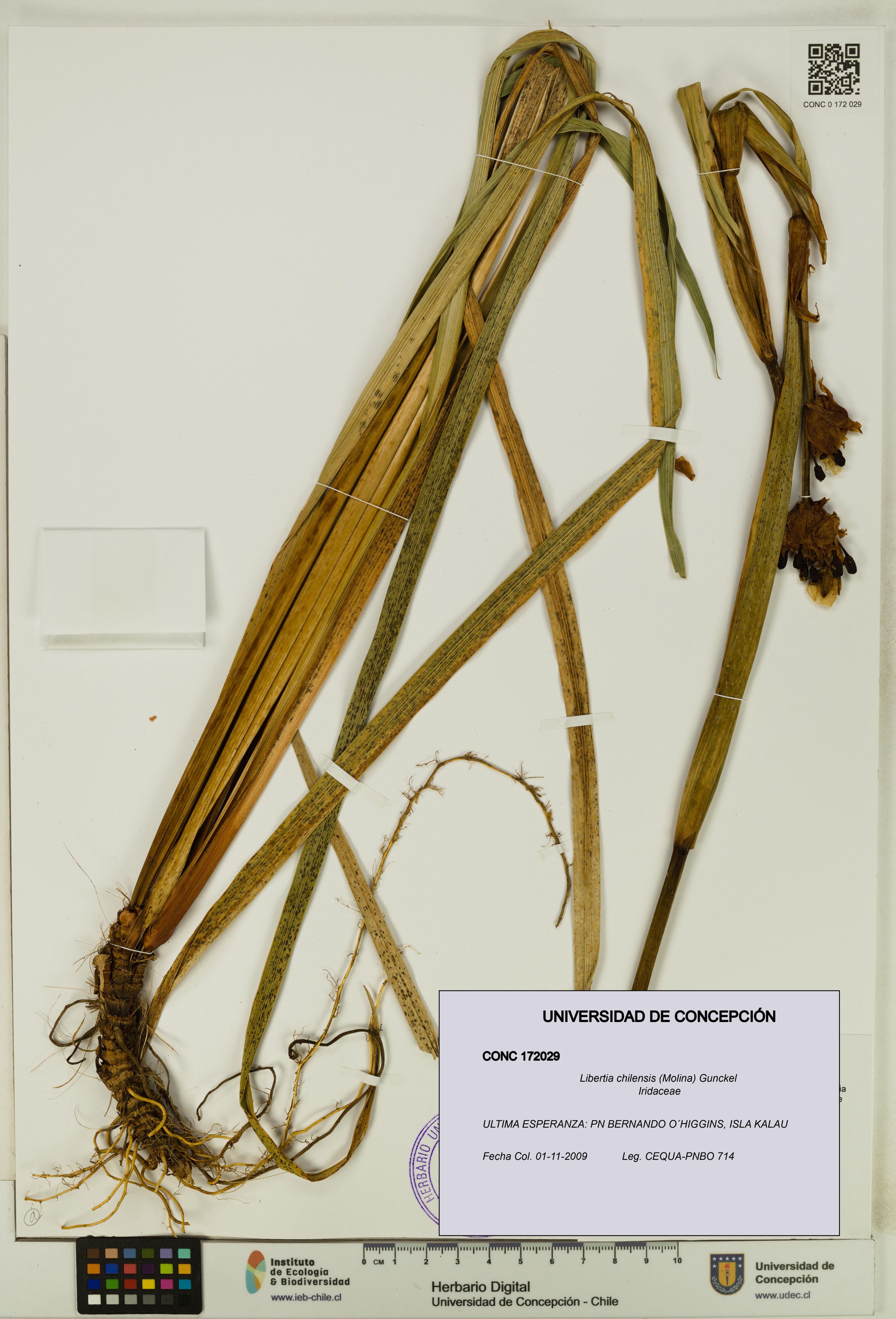 Libertia chilensis [Espécimen: ]